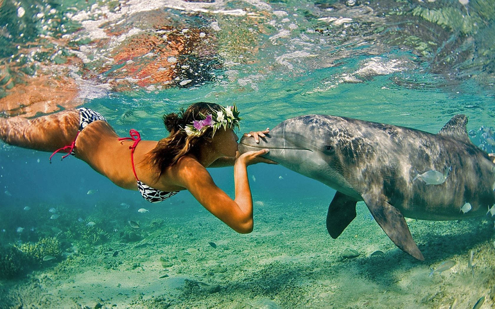 Snorkeling And Kissing Dolphin Background