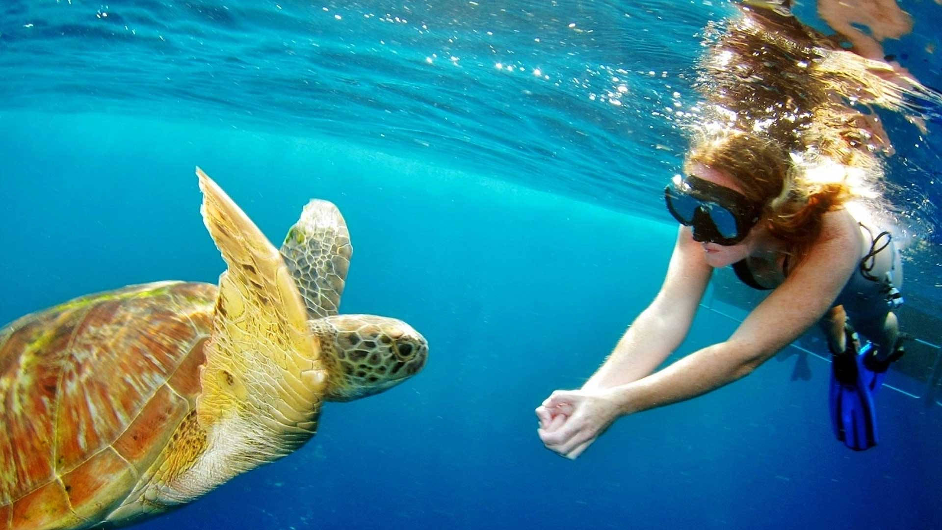 Snorkeling And Sea Turtle Background