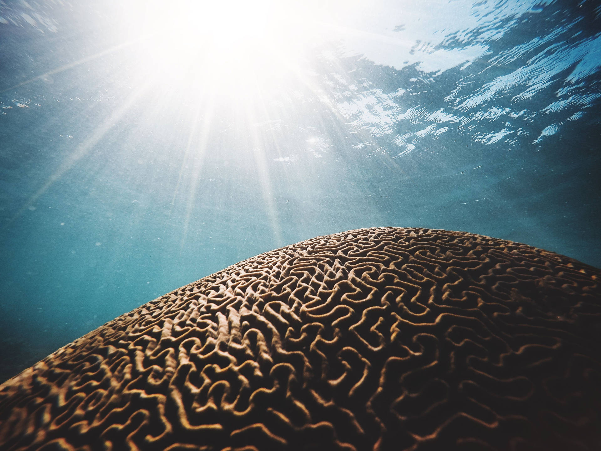 Snorkeling Brain Coral Reef Background