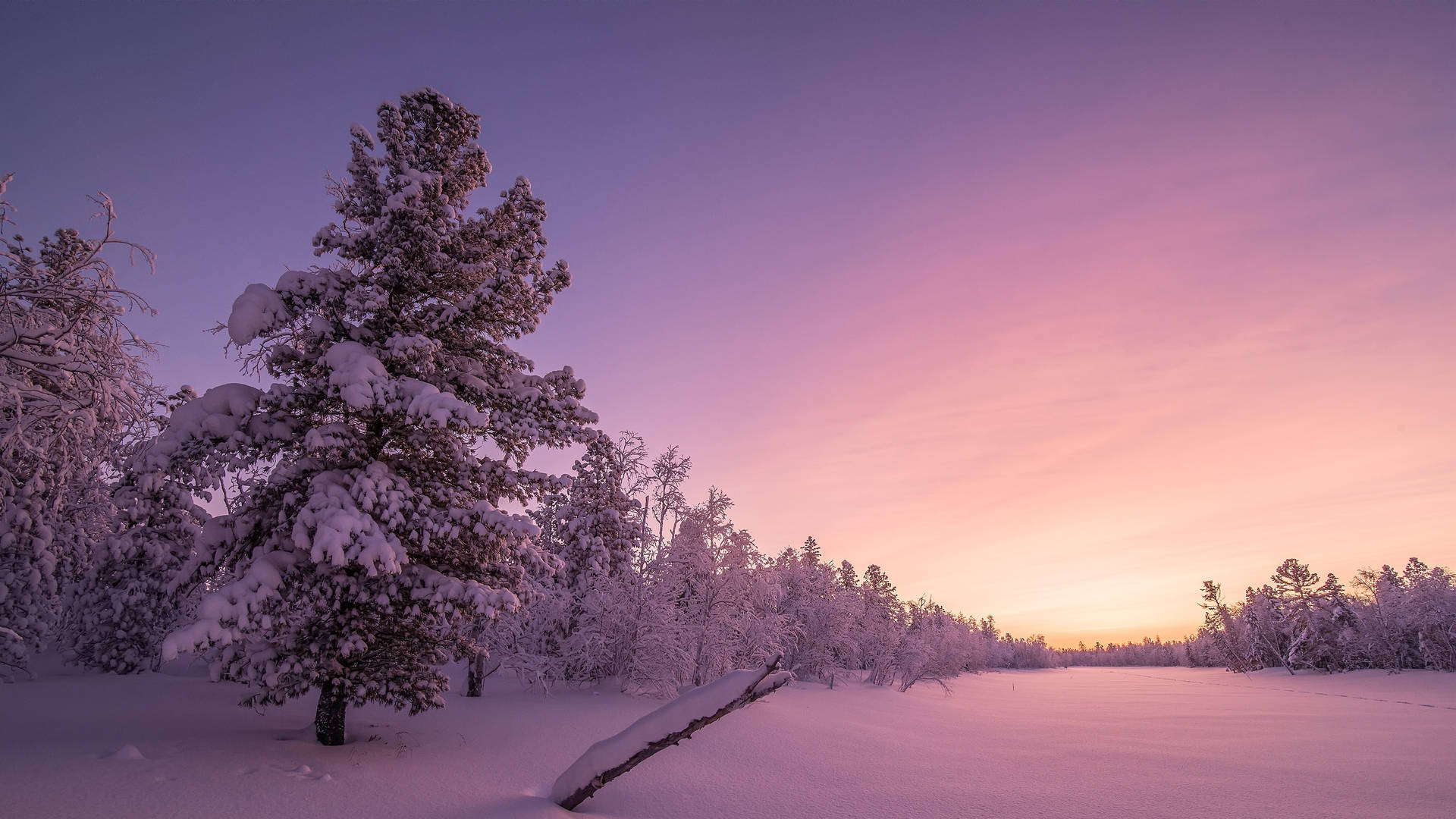 Snow Aesthetic Field Background