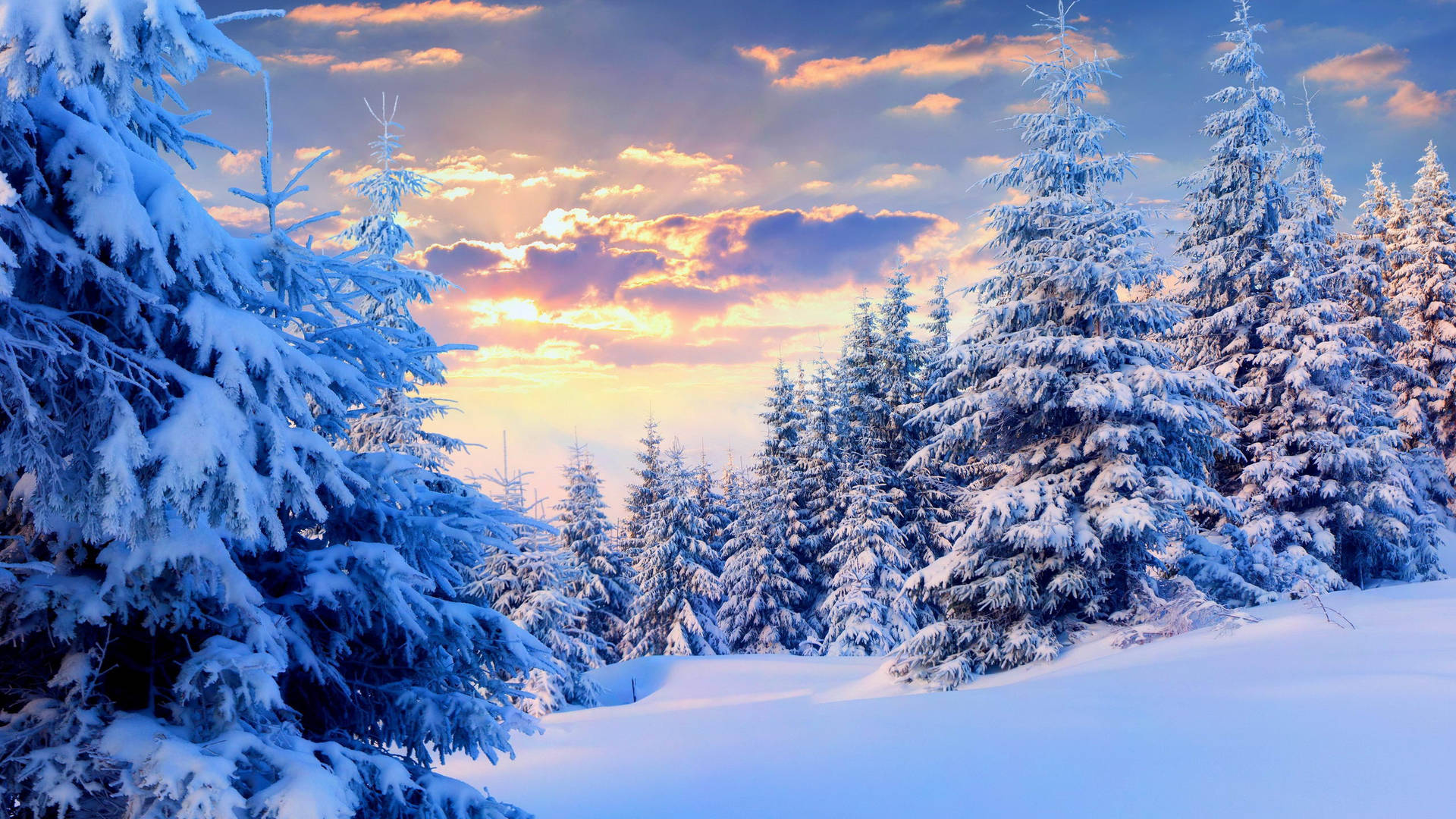 Snow Aesthetic Pine Trees Background