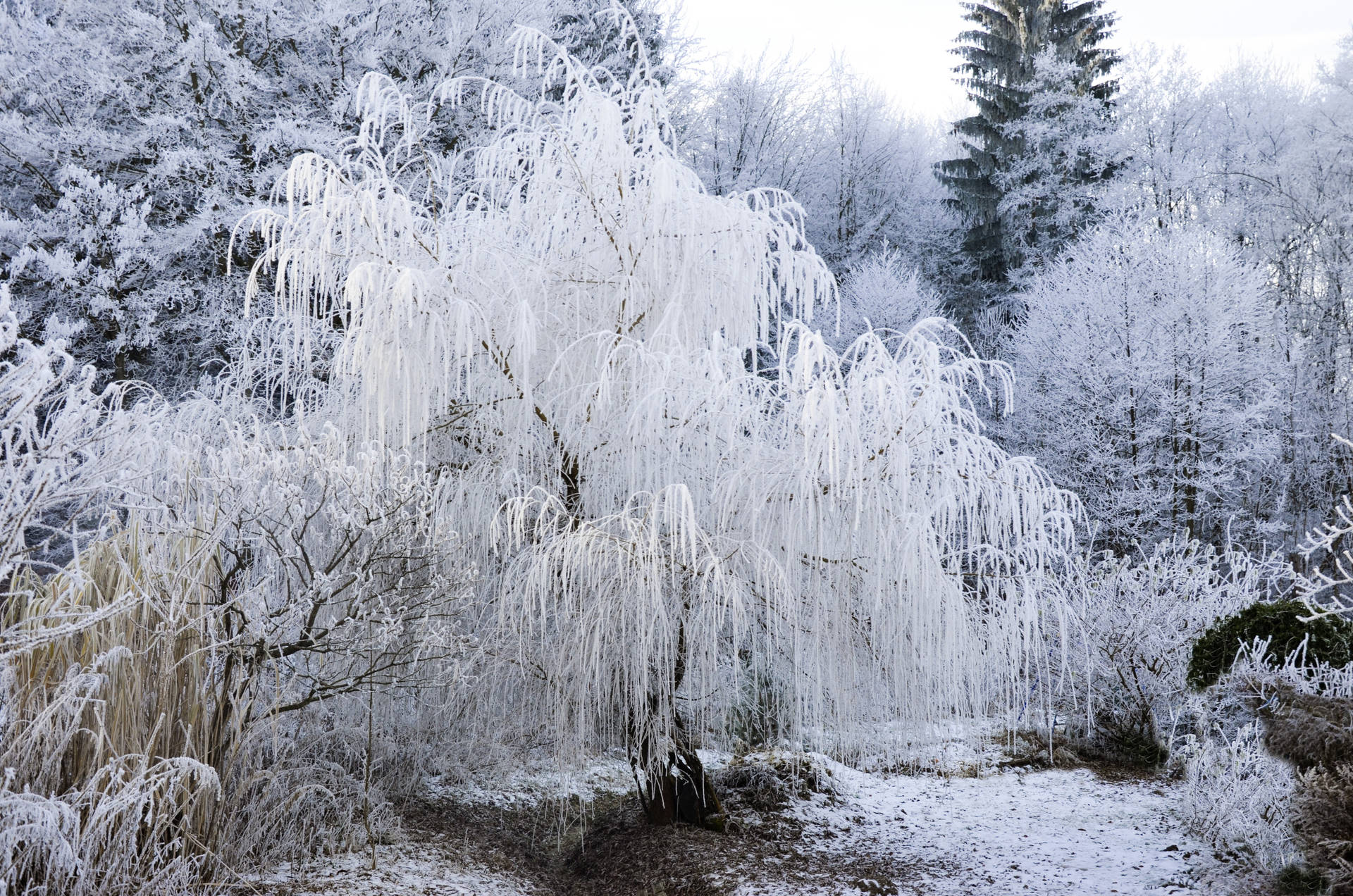 Snow Aesthetic Willow Tree Background