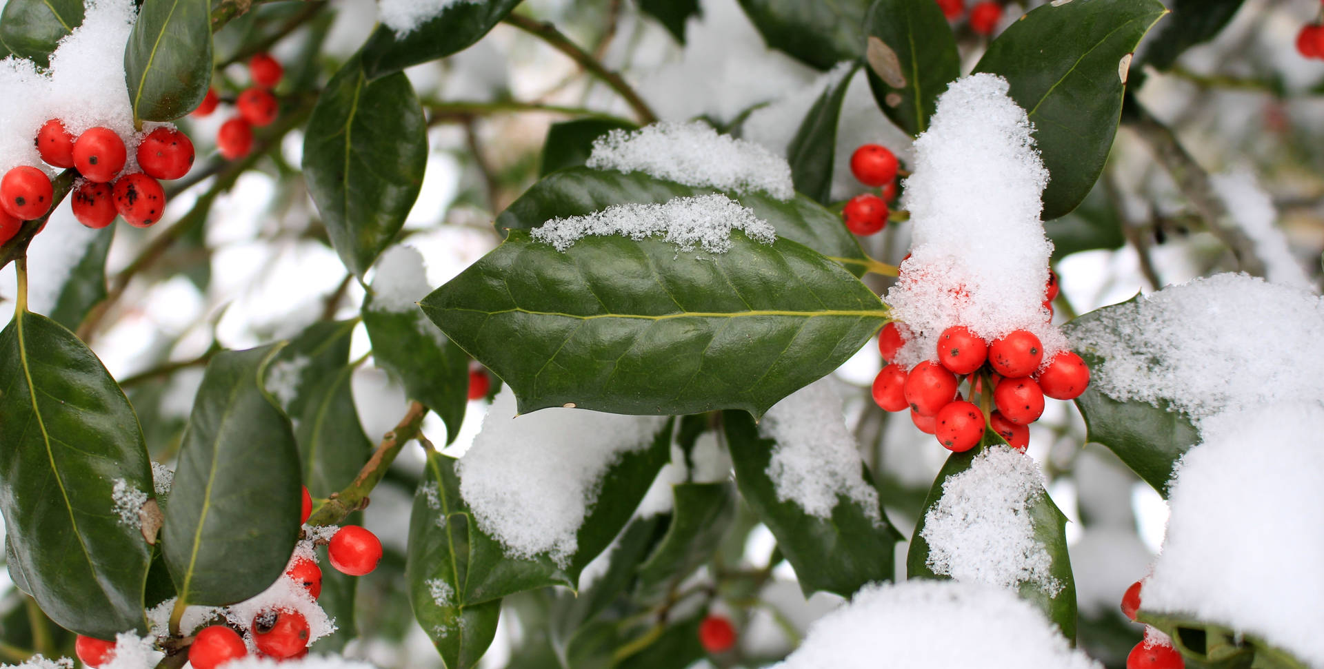 Snow Aesthetic Winter Berry Background