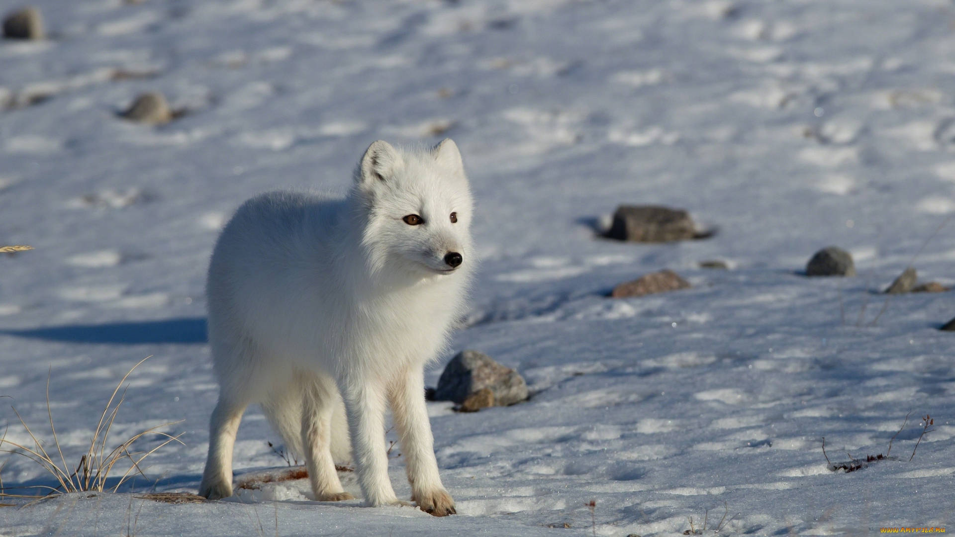 Snow Arctic Fox Animal
