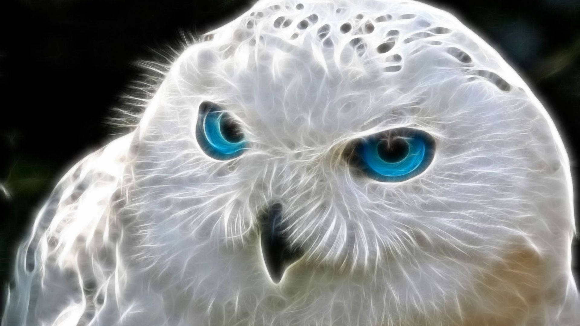 Snow Baby Owl Background