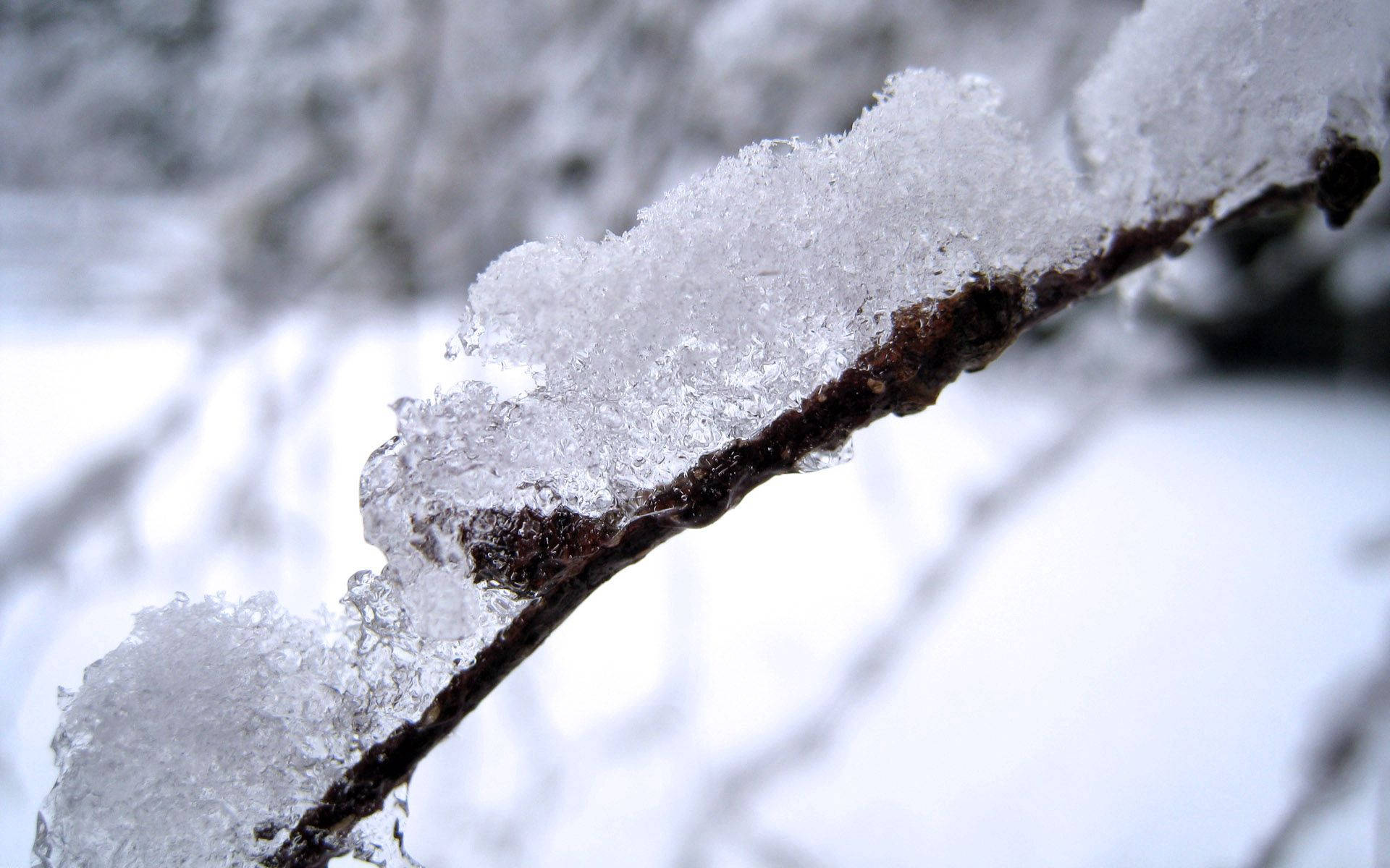 Snow, Branch, White, Brown Background