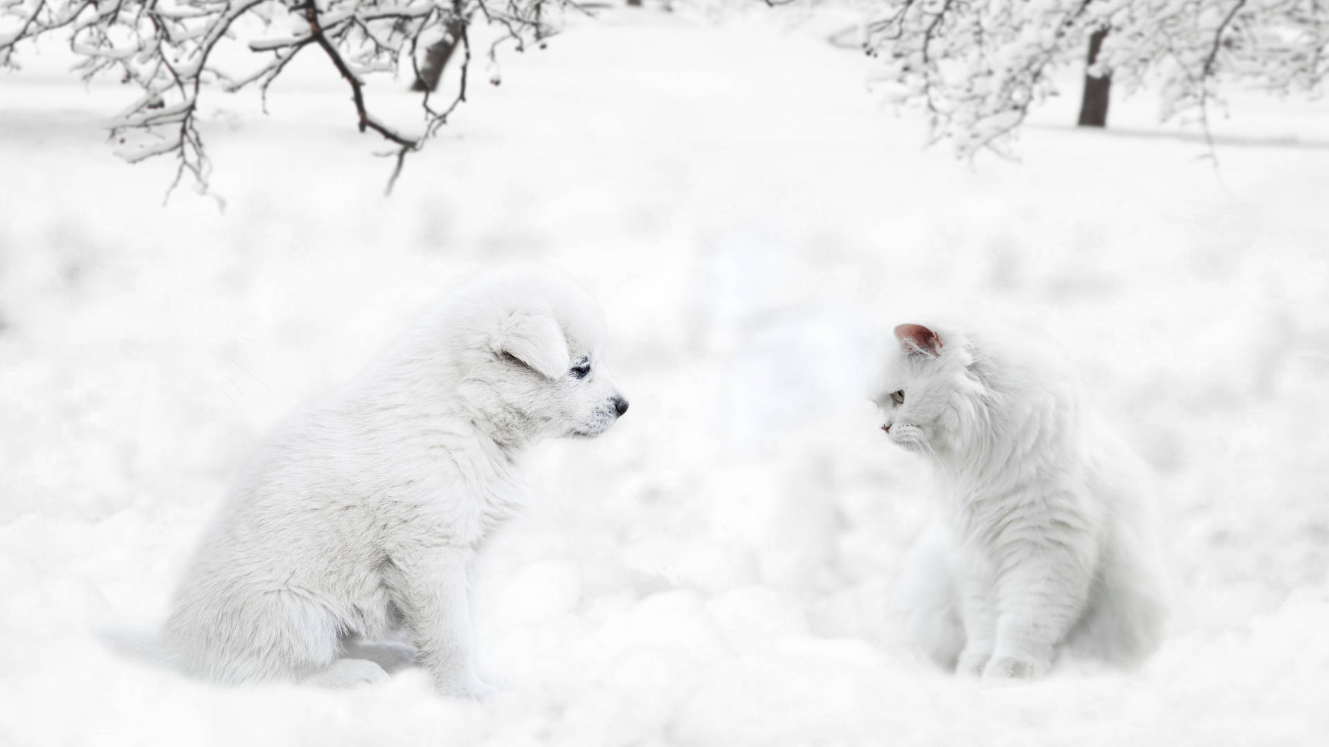 Snow Cat And Dog Background