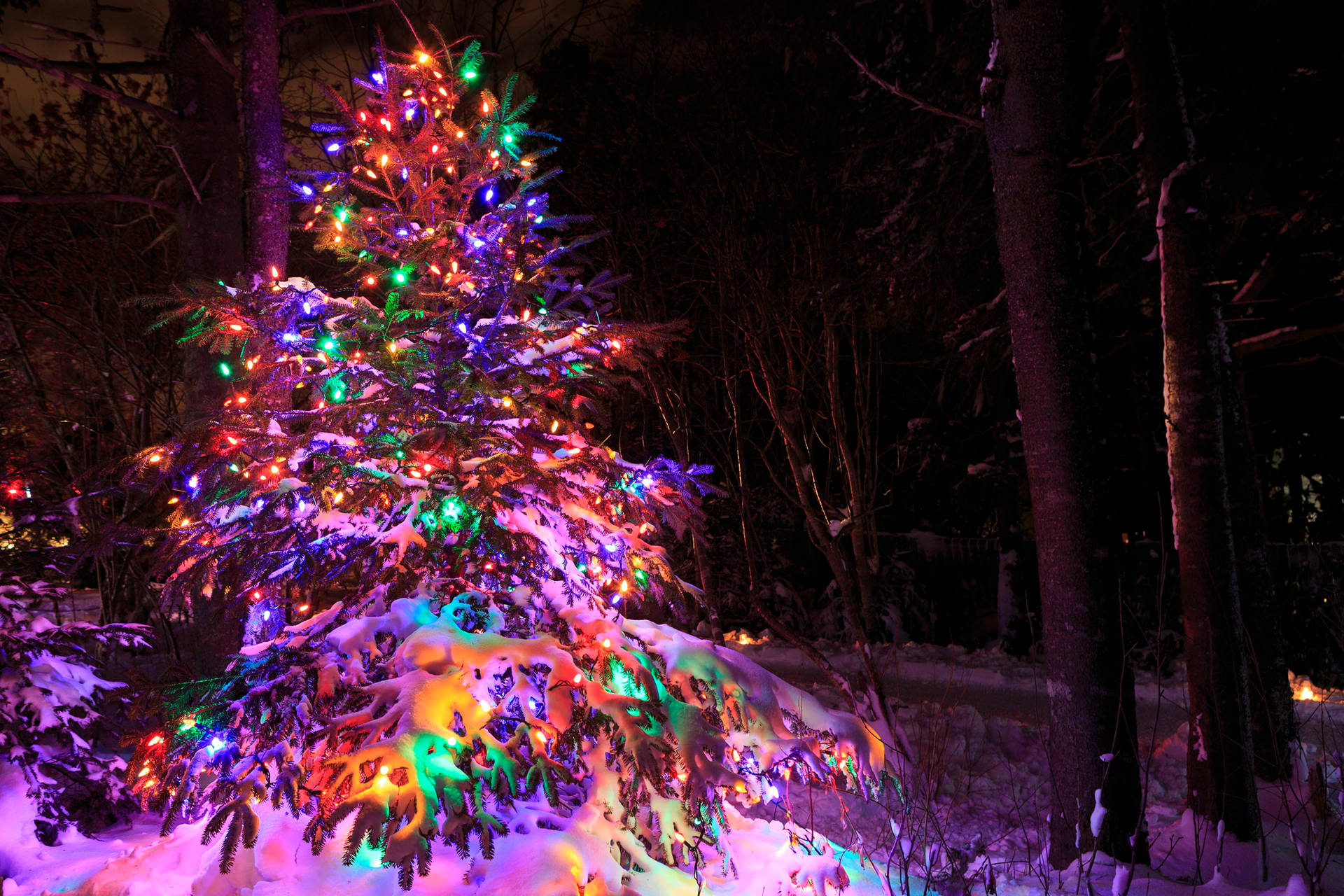 Snow Christmas Tree Hd Light Background