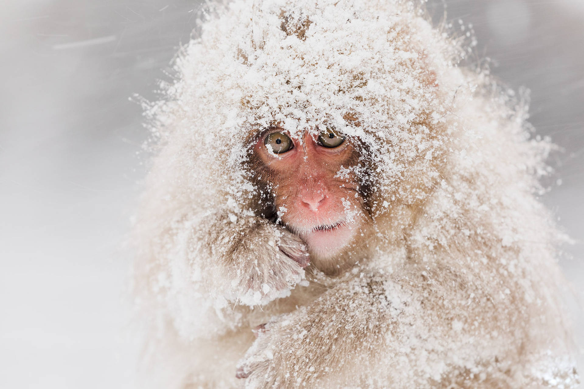 Snow Covered Macaque Monkey Background