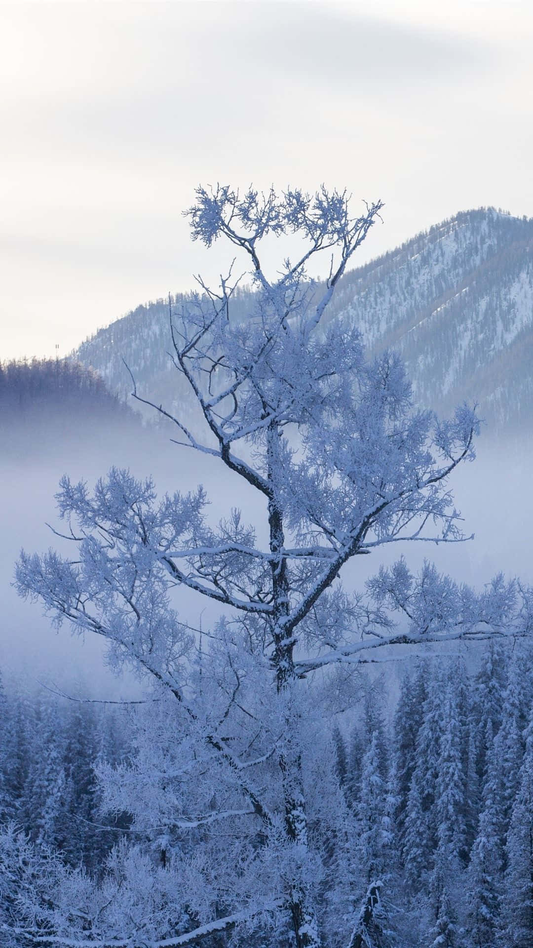 Snow-covered Mountain View On A Perfect Winter Day