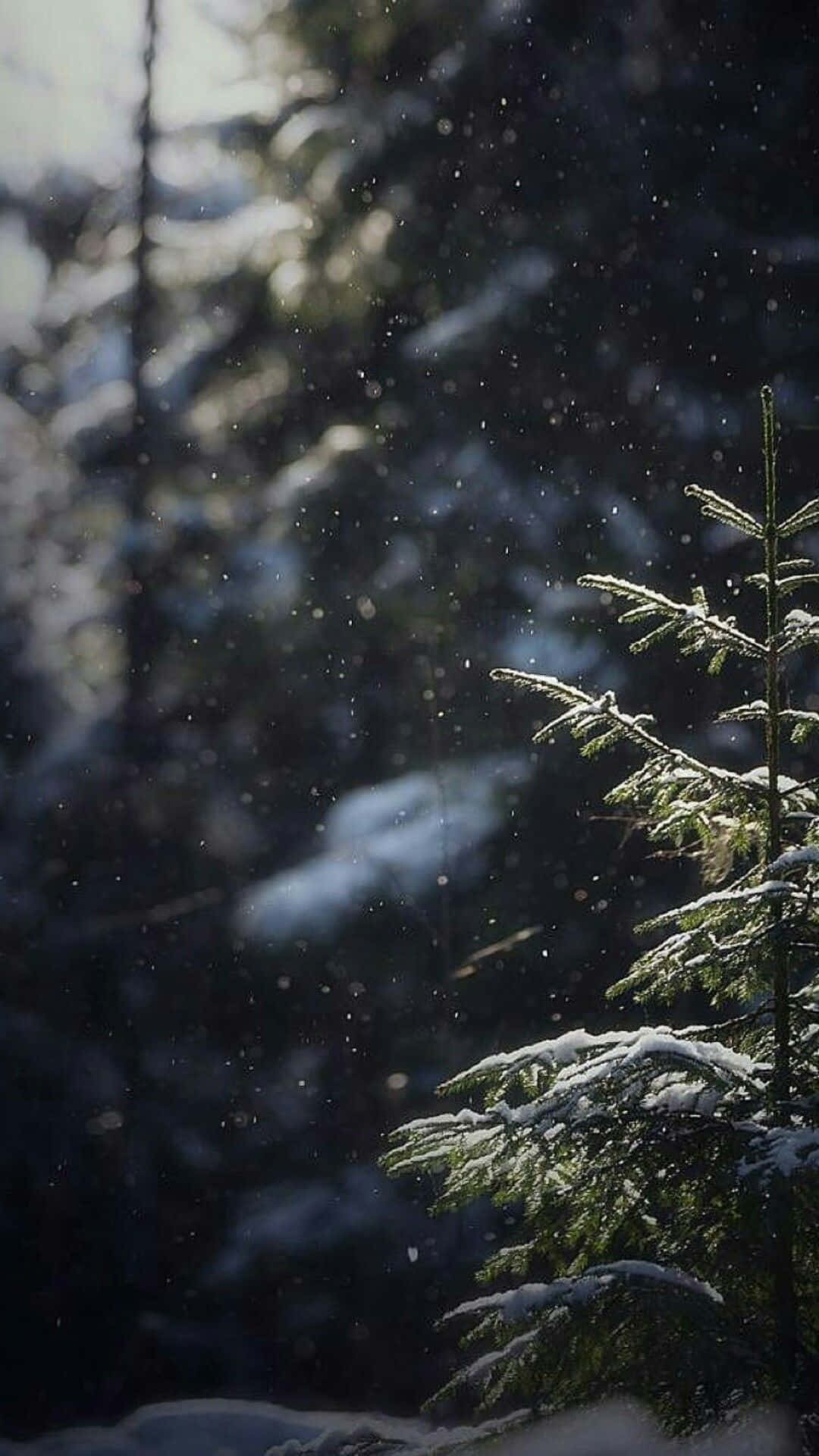 Snow-covered Winter Wonderland Background