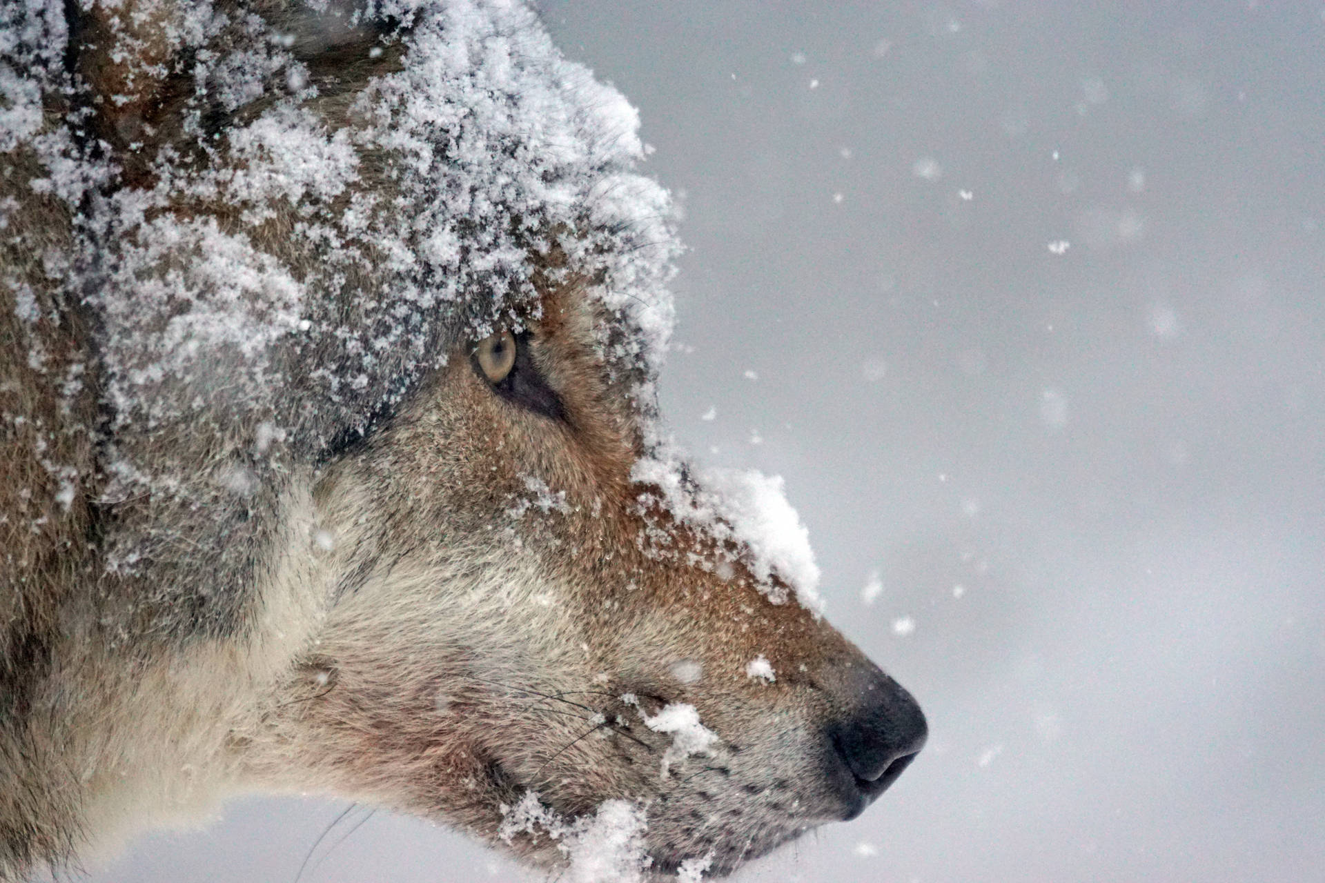 Snow Covered Wolf Background