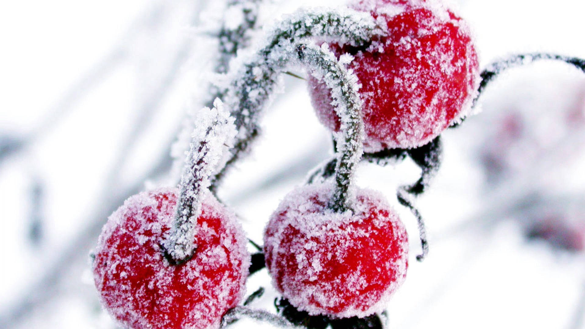 Snow Cranberry On Vines Background