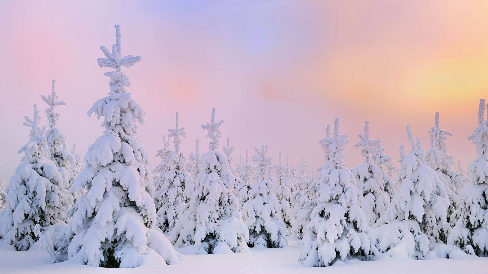 Snow Desktop Frozen Trees And Pastel Clouds Background