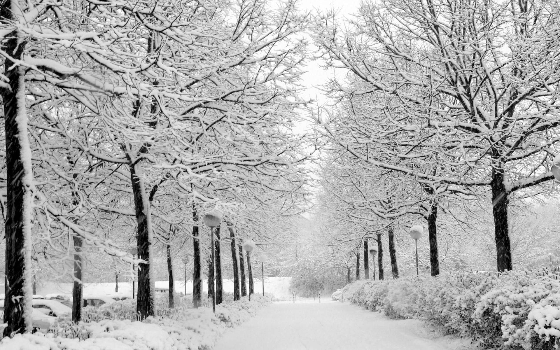 Snow Desktop Frozen Trees Background