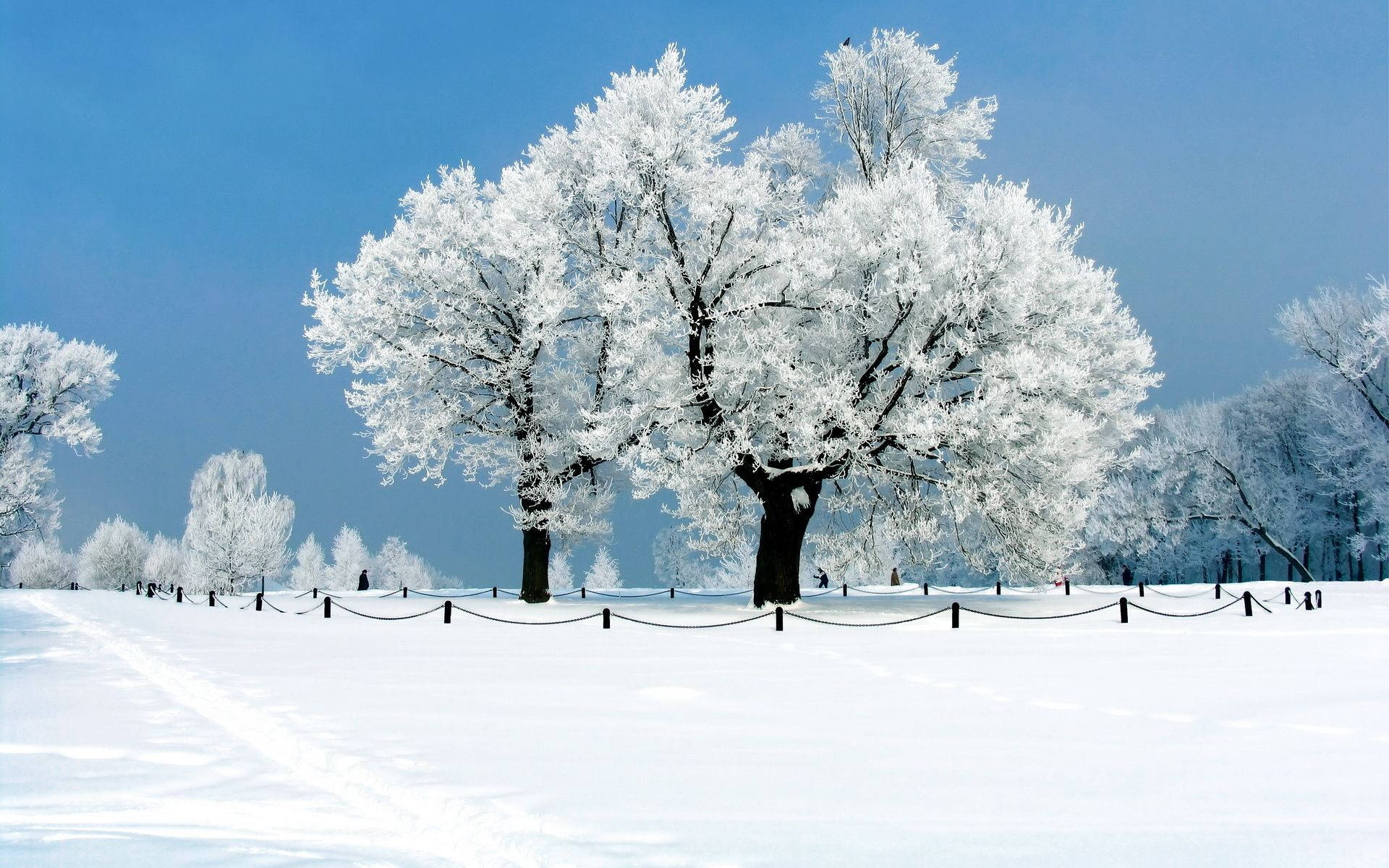 Snow Desktop Winter Trees Background