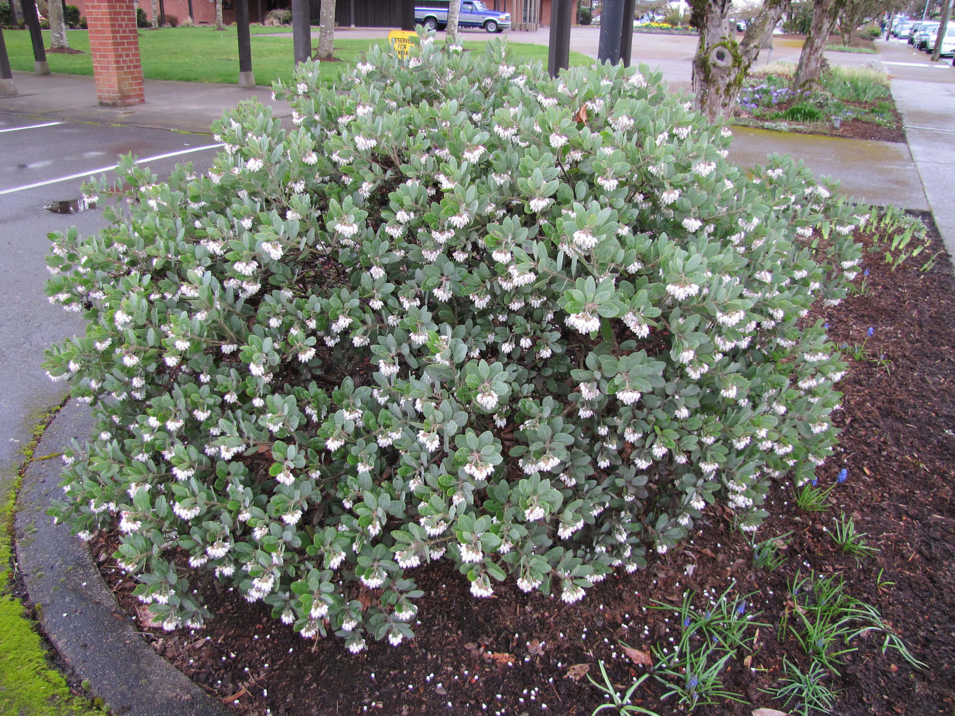 Snow-draped Manzanita Shrubs In Winter Background