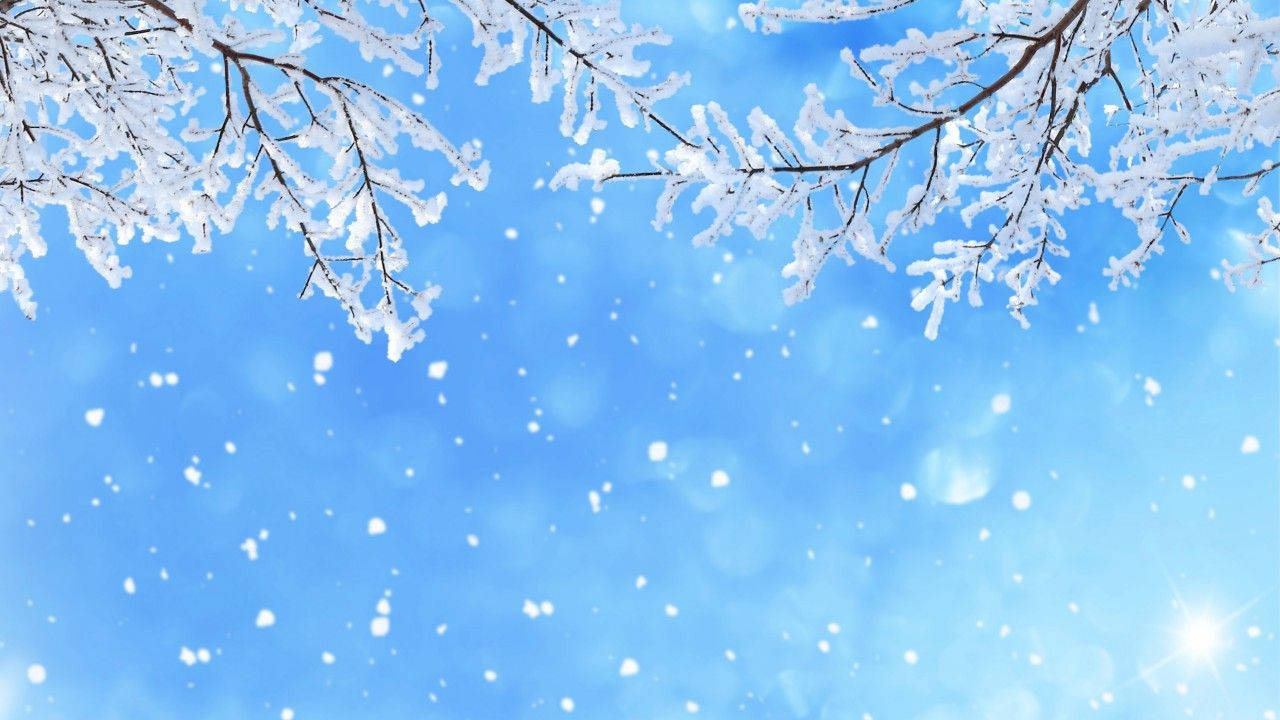 Snow Falling On Branches In The Sky Background