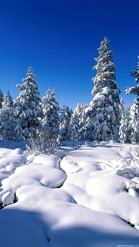 Snow Forest Nature Iphone Background