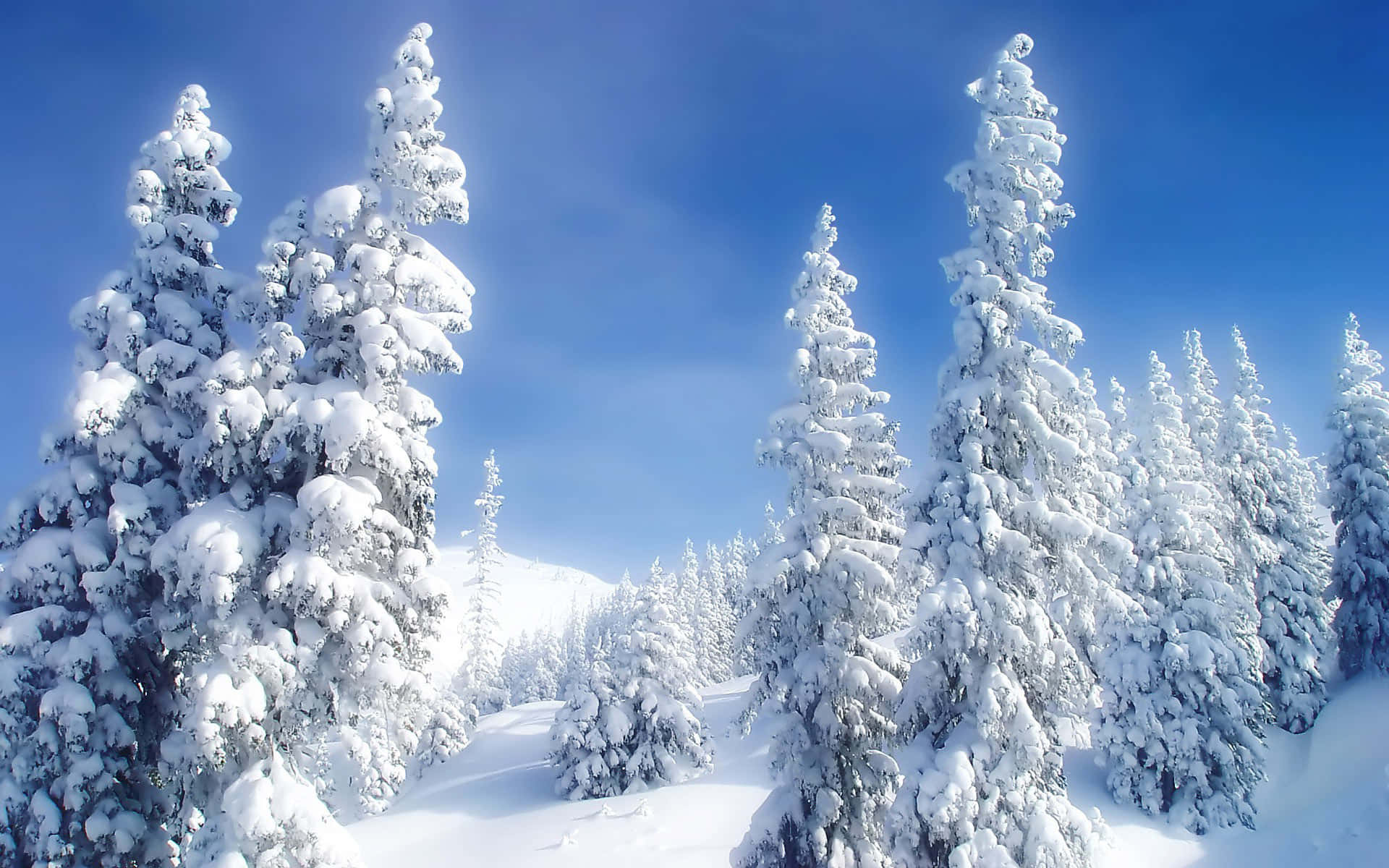 Snow Forest Winter Wonderland Desktop