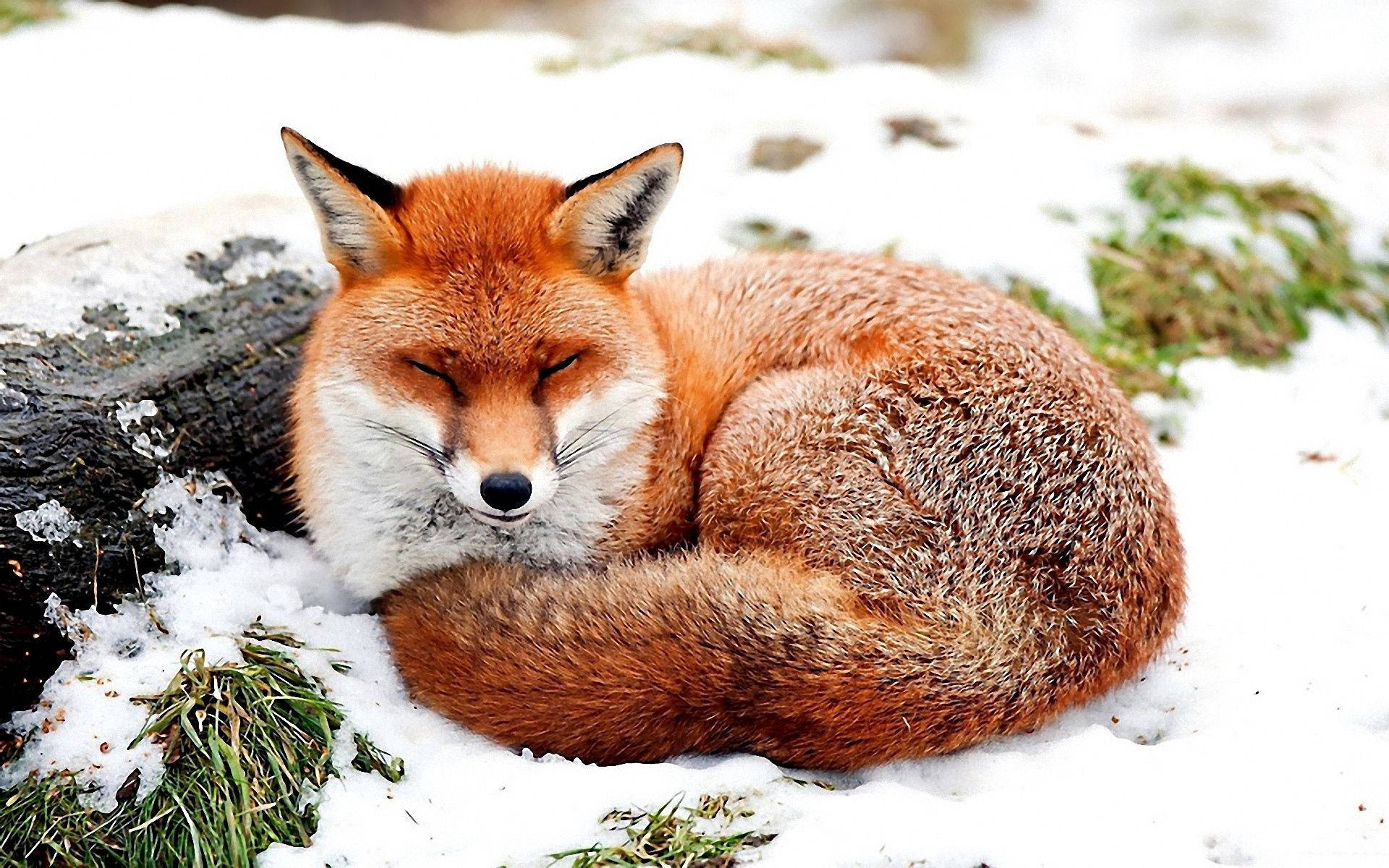 Snow Fox Shut-eye Background
