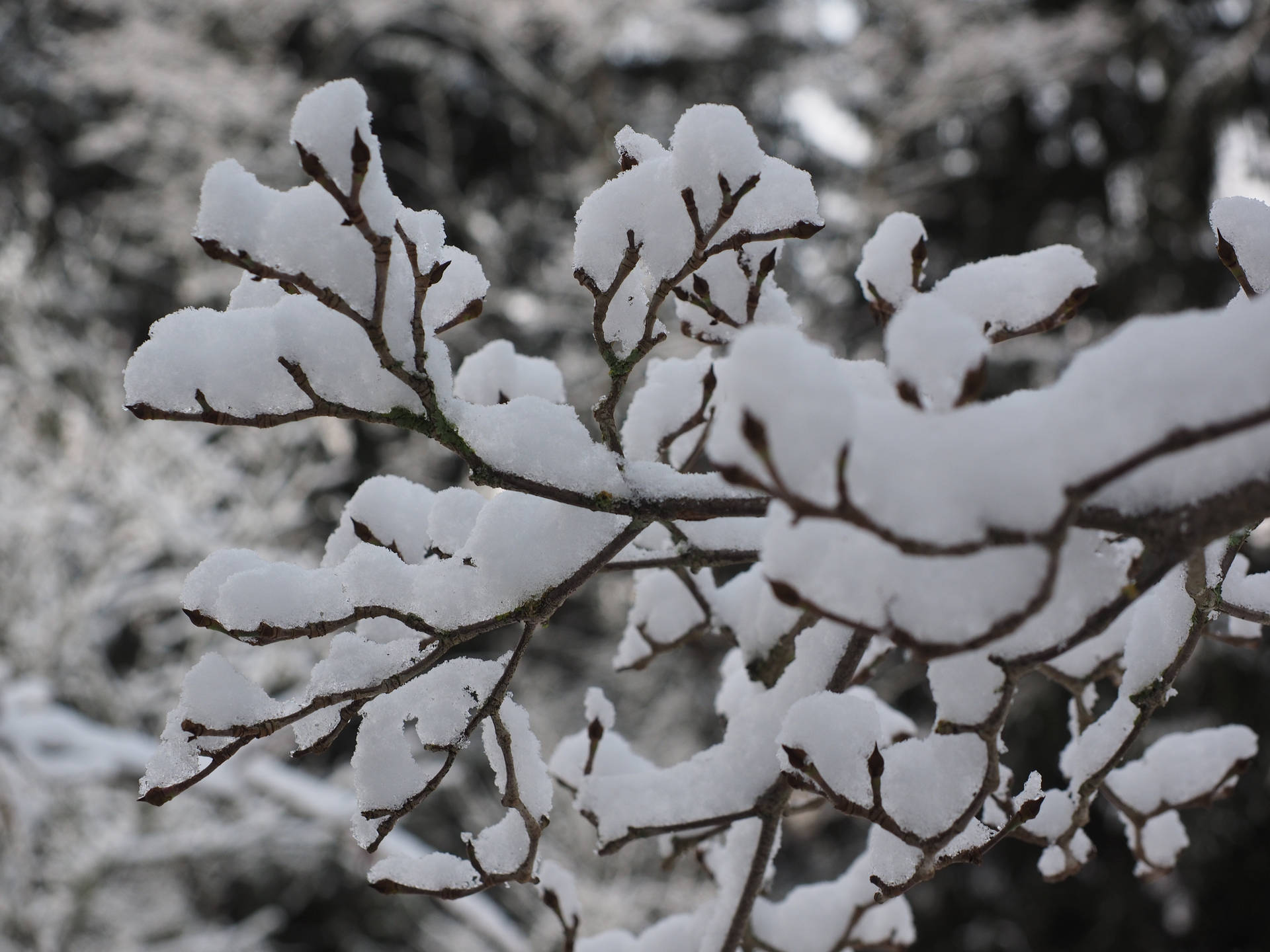 Snow Leaves Aesthetic