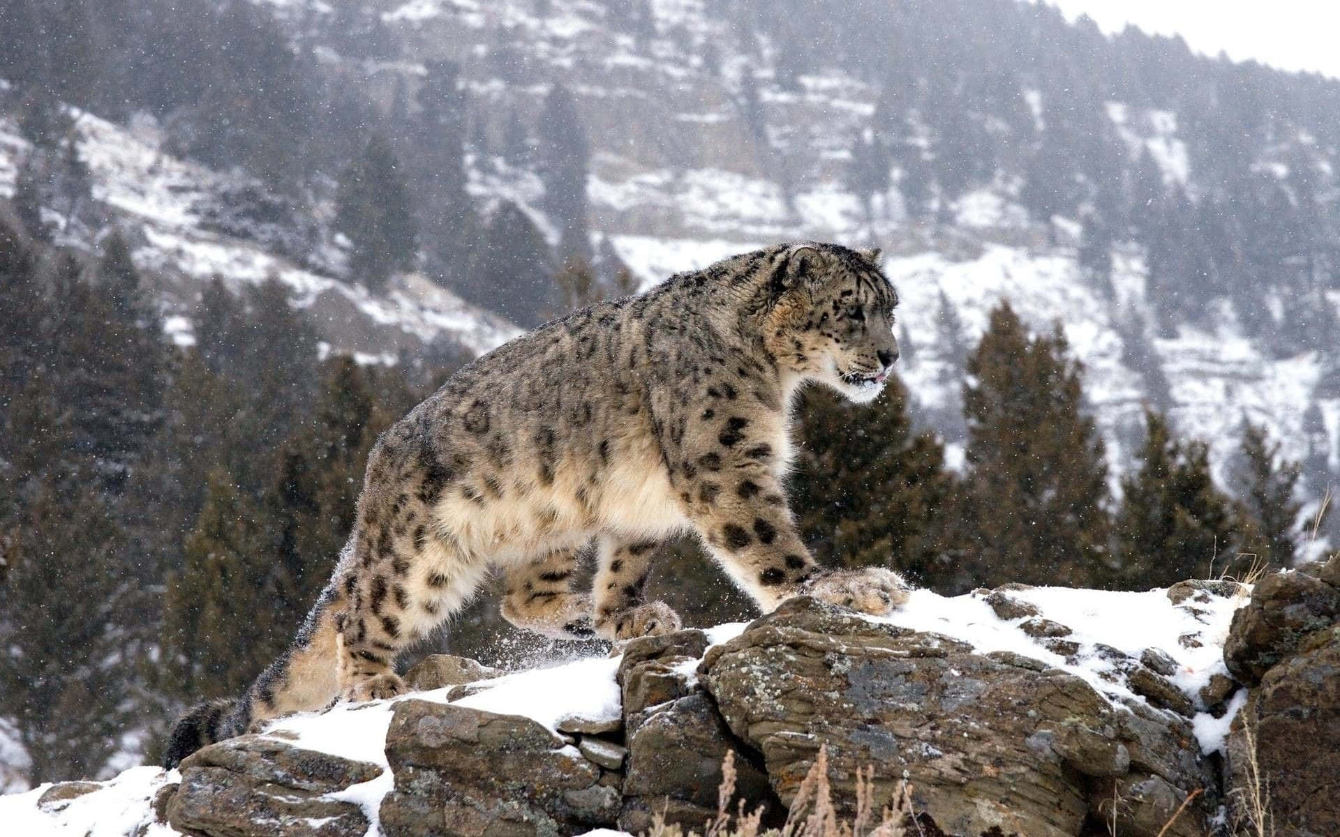 Snow Leopard Against A Rocky Outcropping Background