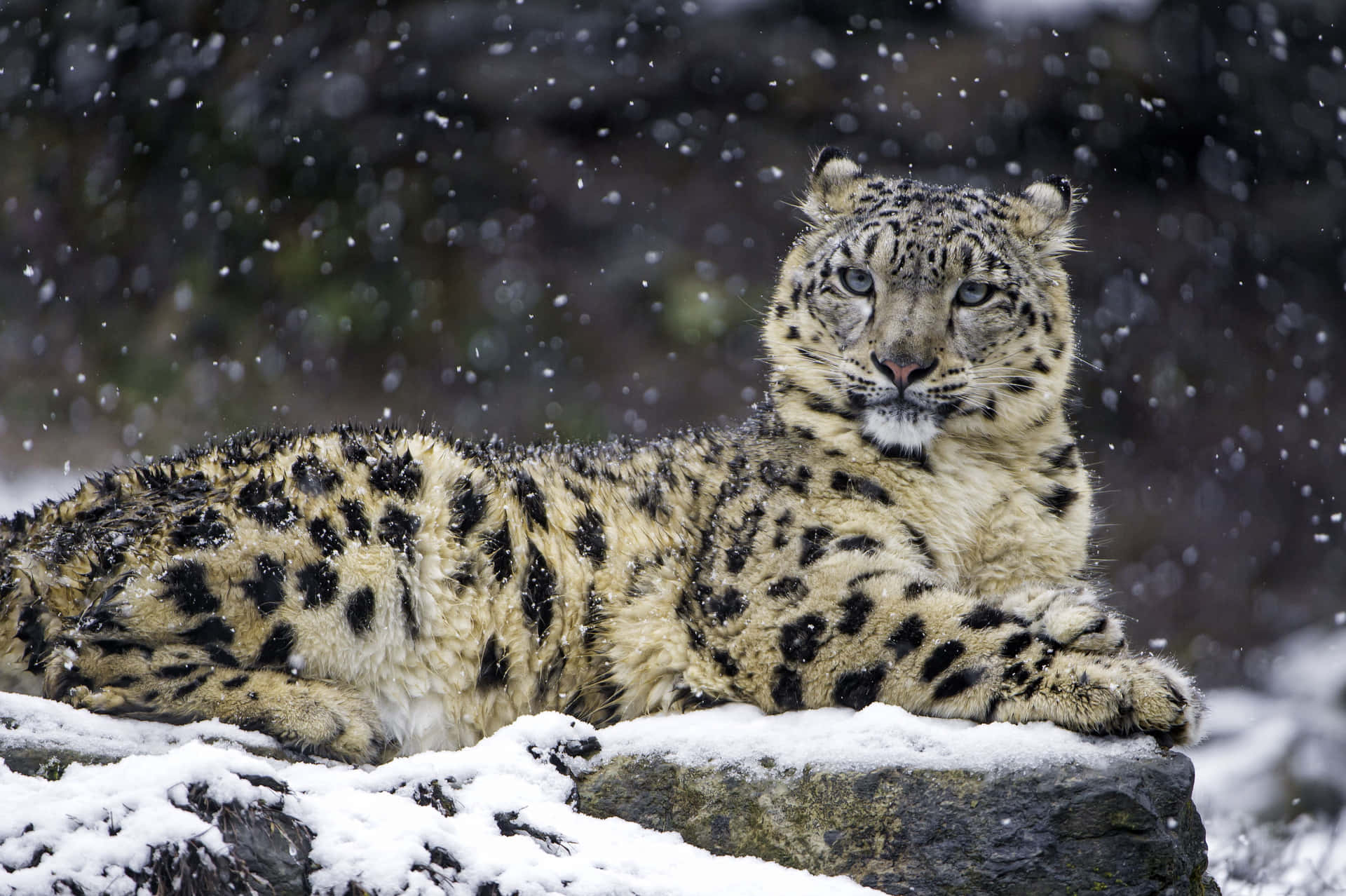 Snow Leopard Bathing In The Sun Background