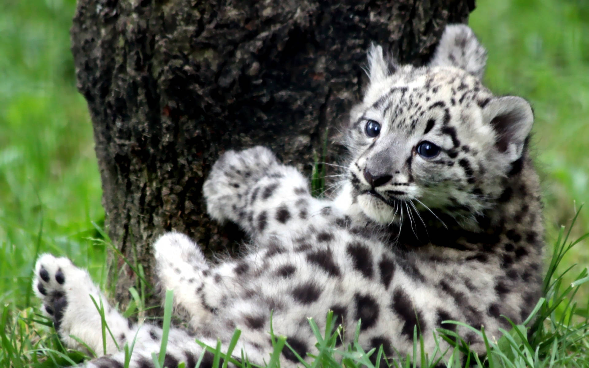 Snow Leopard Cute Cat Background