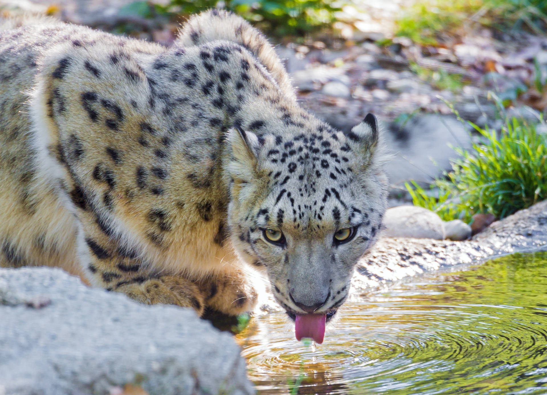Snow Leopard Drinking On River Background