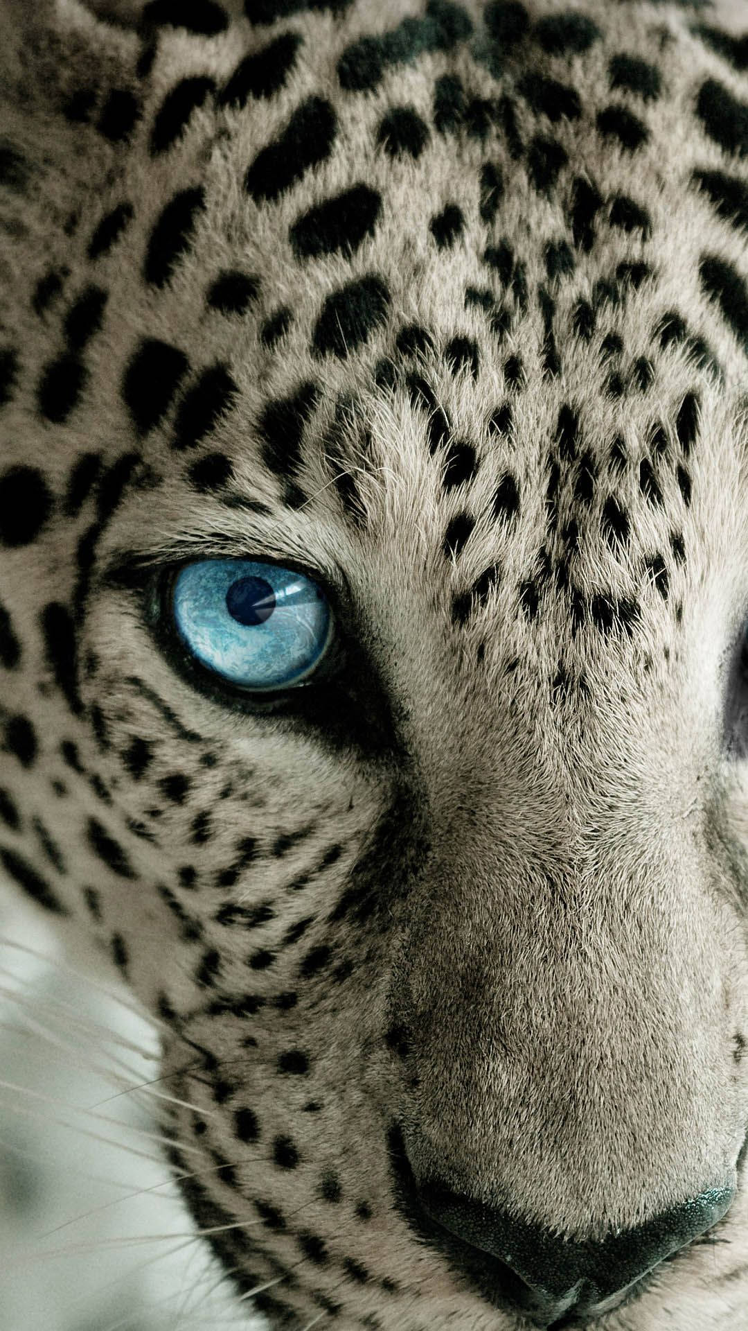 Snow Leopard Face Mobile Hd Background