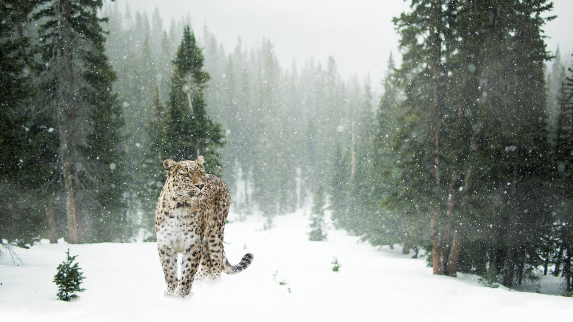Snow Leopard In Winter Aesthetic Background