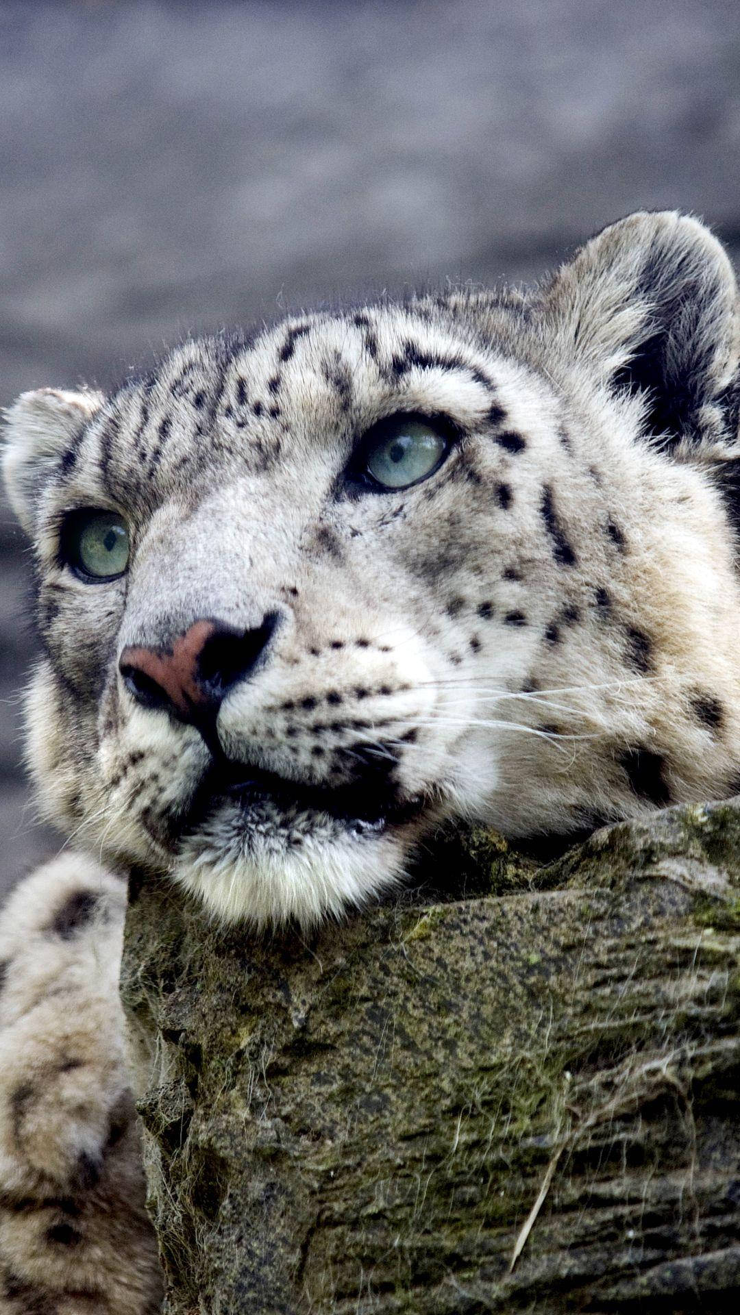 Snow Leopard Iphone 6s Plus Background