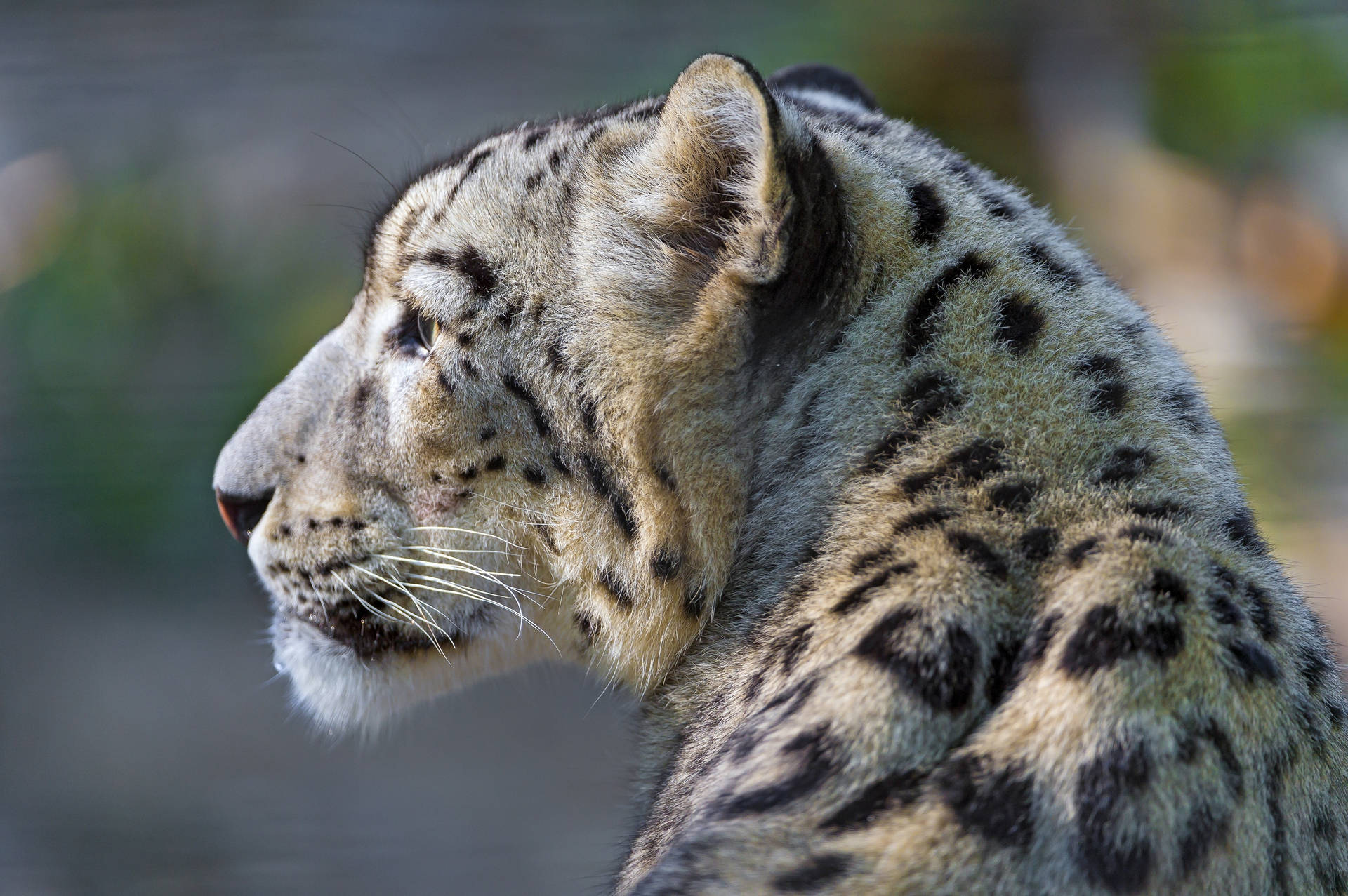 Snow Leopard Thinking About Life Background