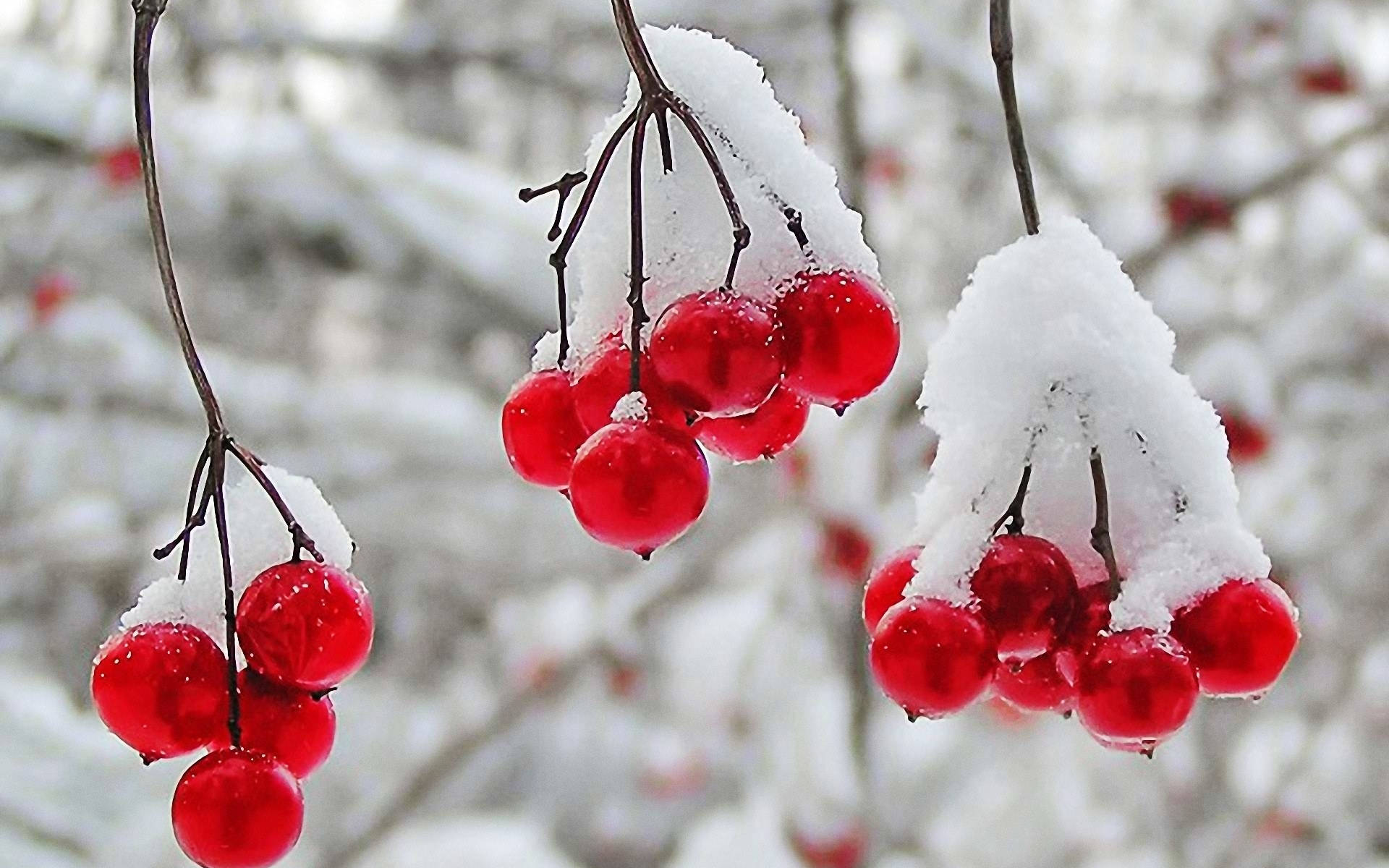 Snow On Cranberries Background