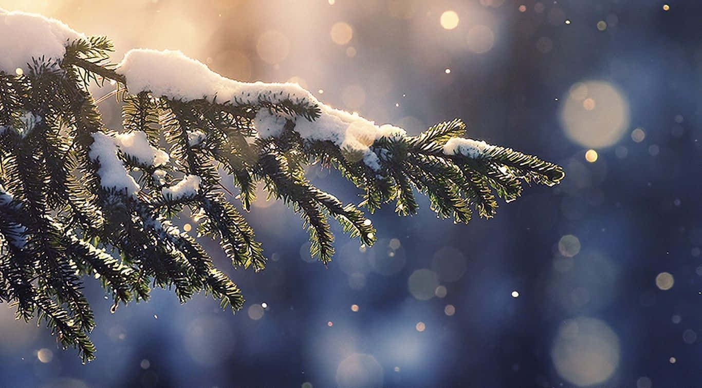 Snow Pine Tree Christmas Aesthetic Computer Background
