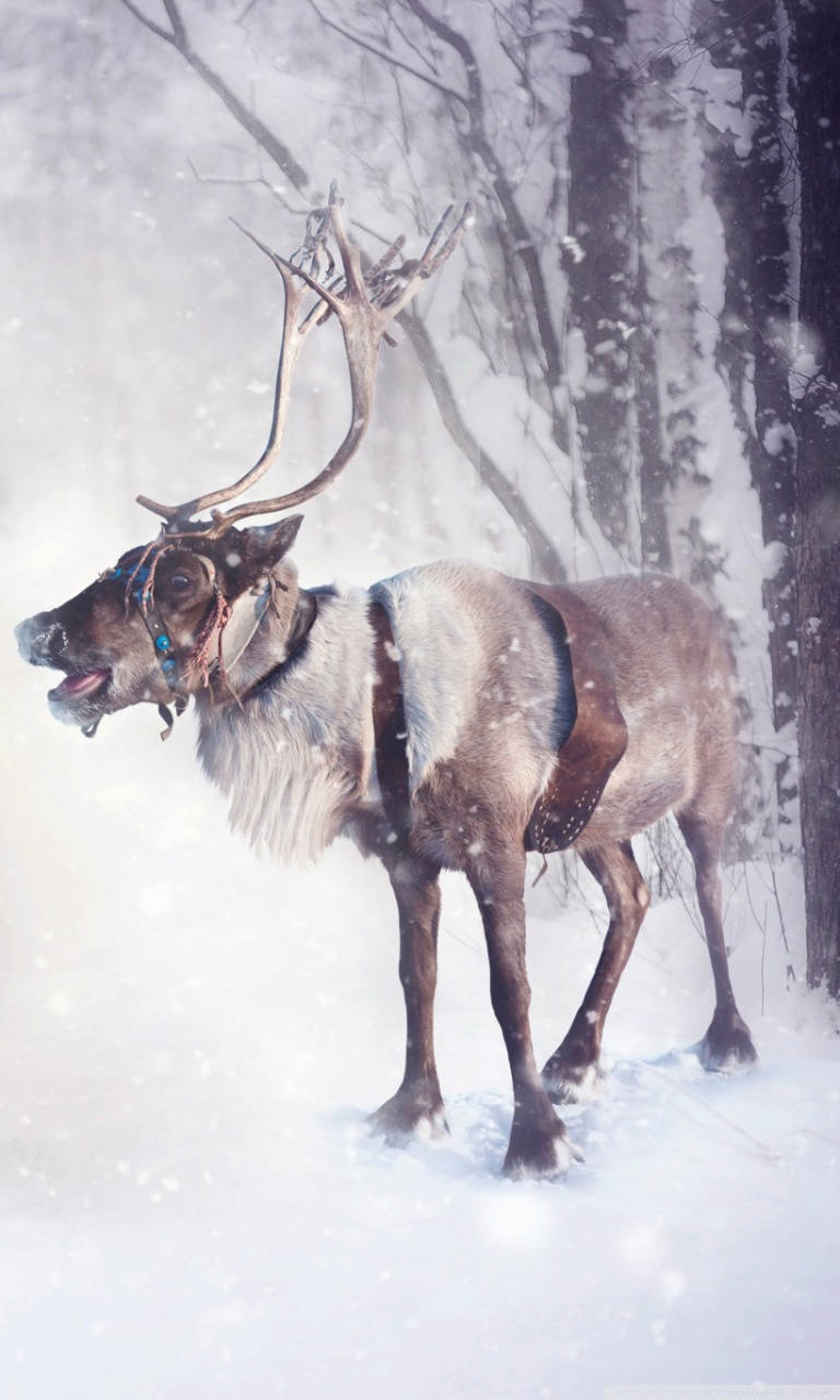 Snow Reindeer With Harness Background
