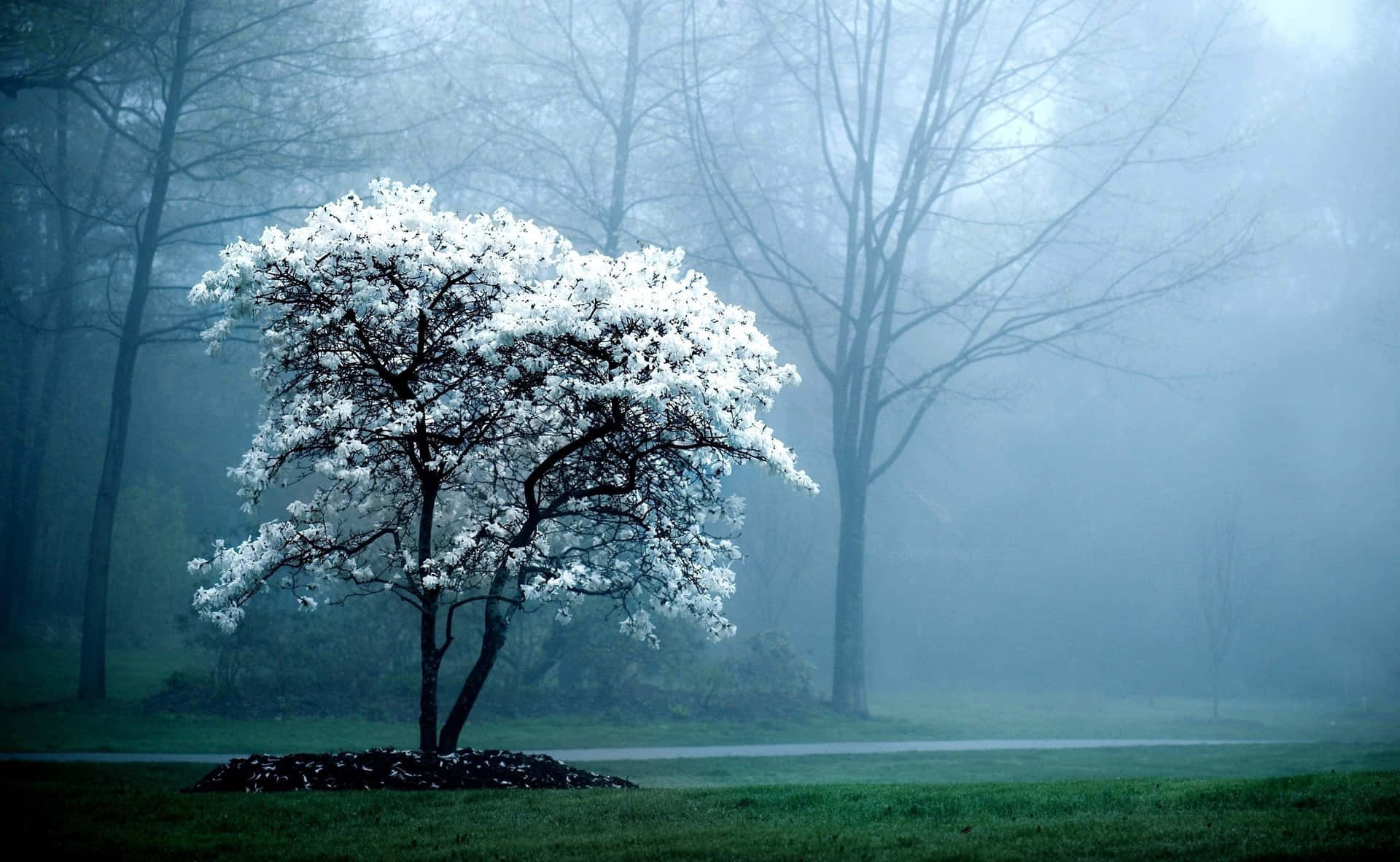 Snow Tree Nature Scenes Background