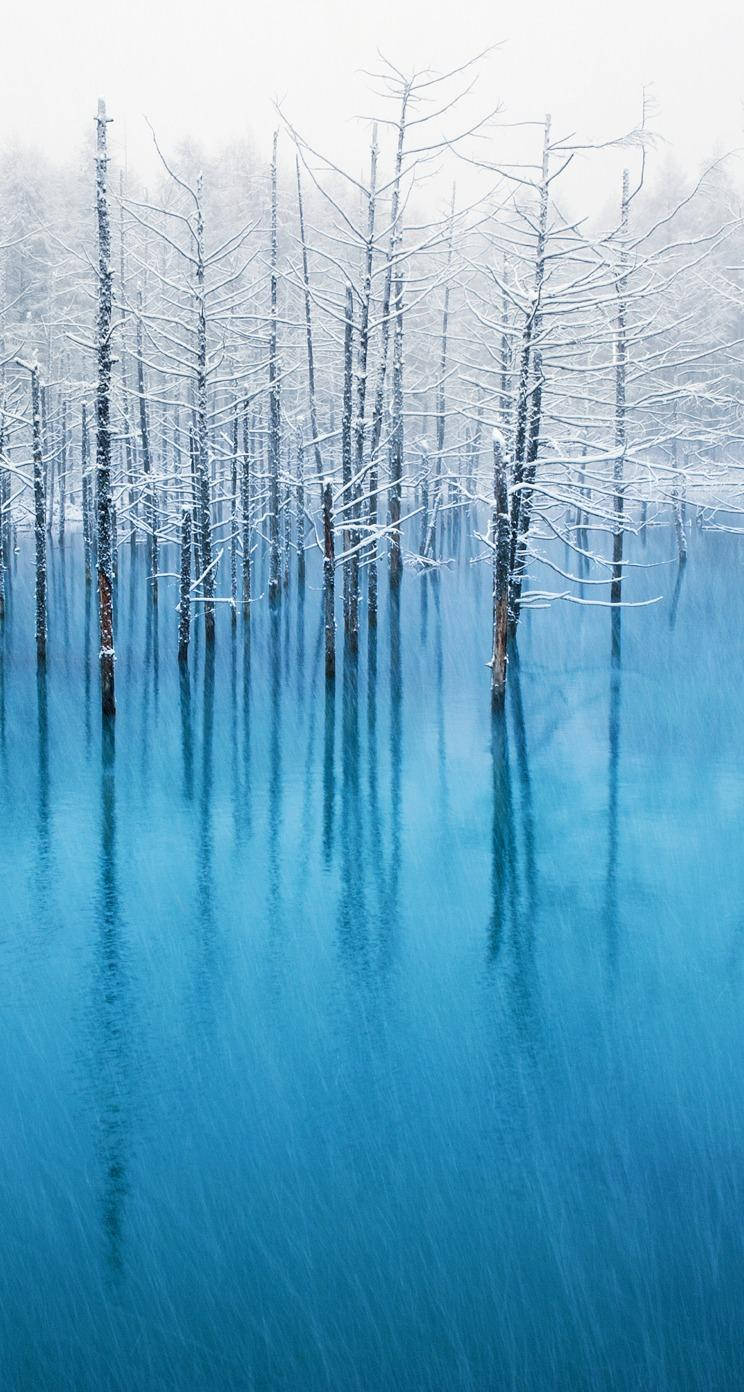 Snow Trees Over Blue Water Ios 7 Background
