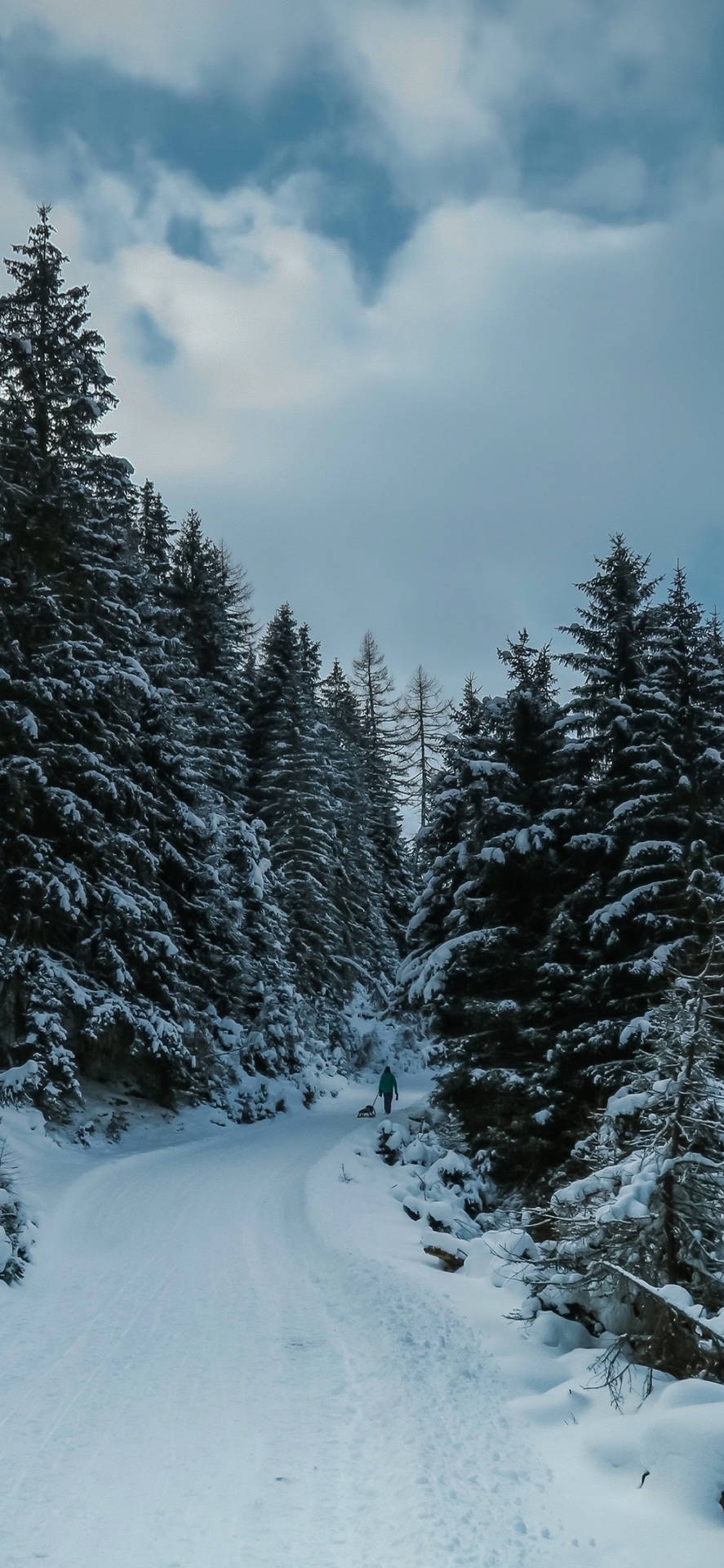 Snow Trees Winter Iphone Background