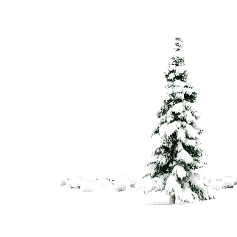 Snow White Christmas Green Tree Background