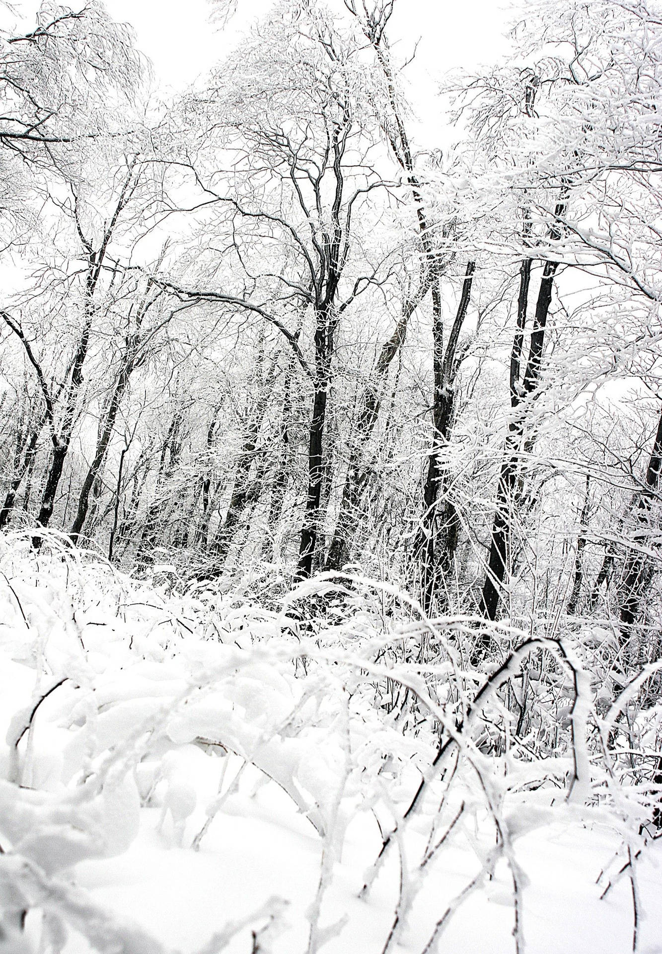 Snow White Color Trees Background