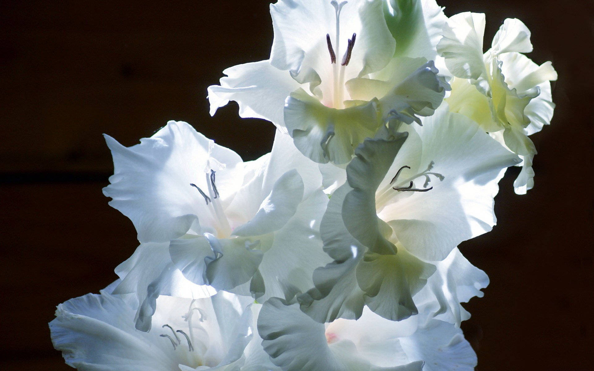 Snow White Gladiolus Flowers Background