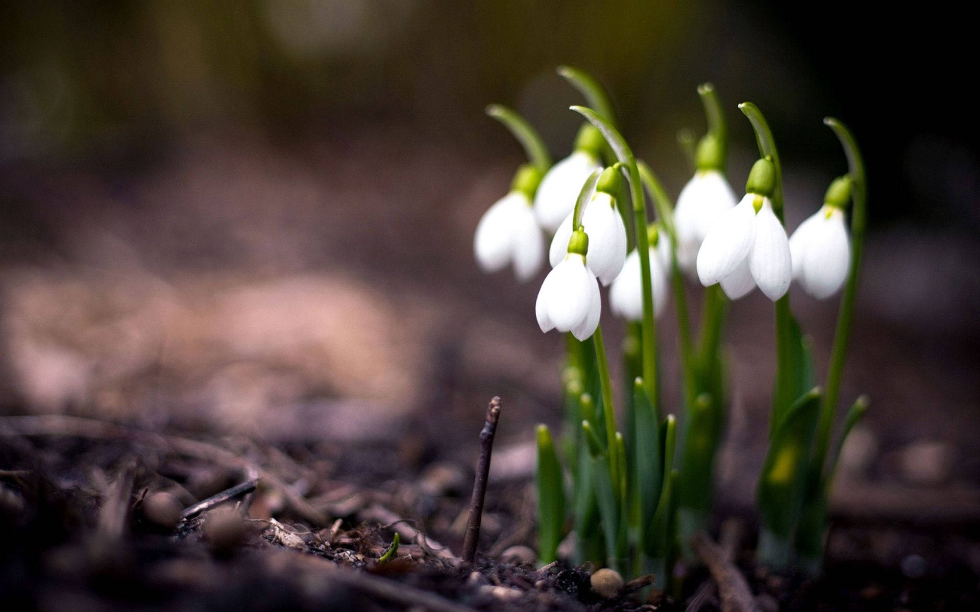 Snowdrop Spring Flowers Background