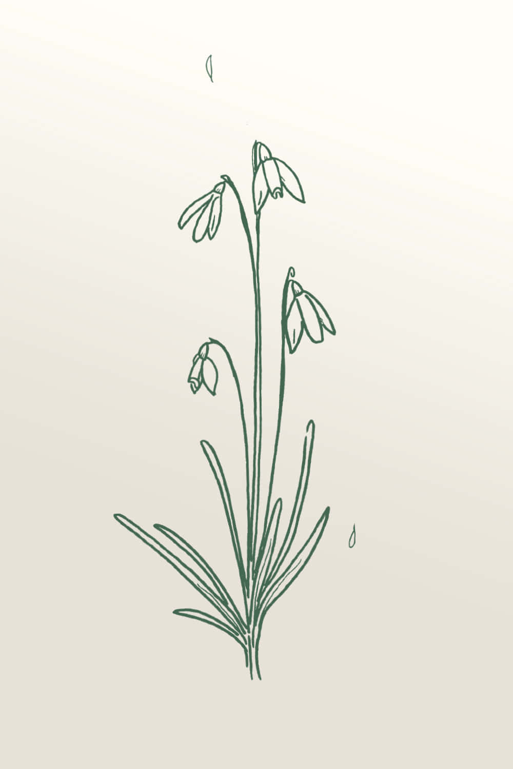 Snowdrops Illustration In A Sketch Style Background