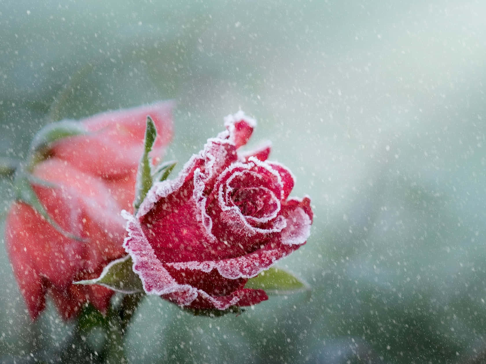 Snowfall Frozen Rose Background