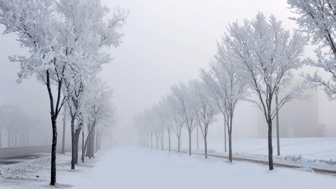 Snowfall Frozen Trees Background