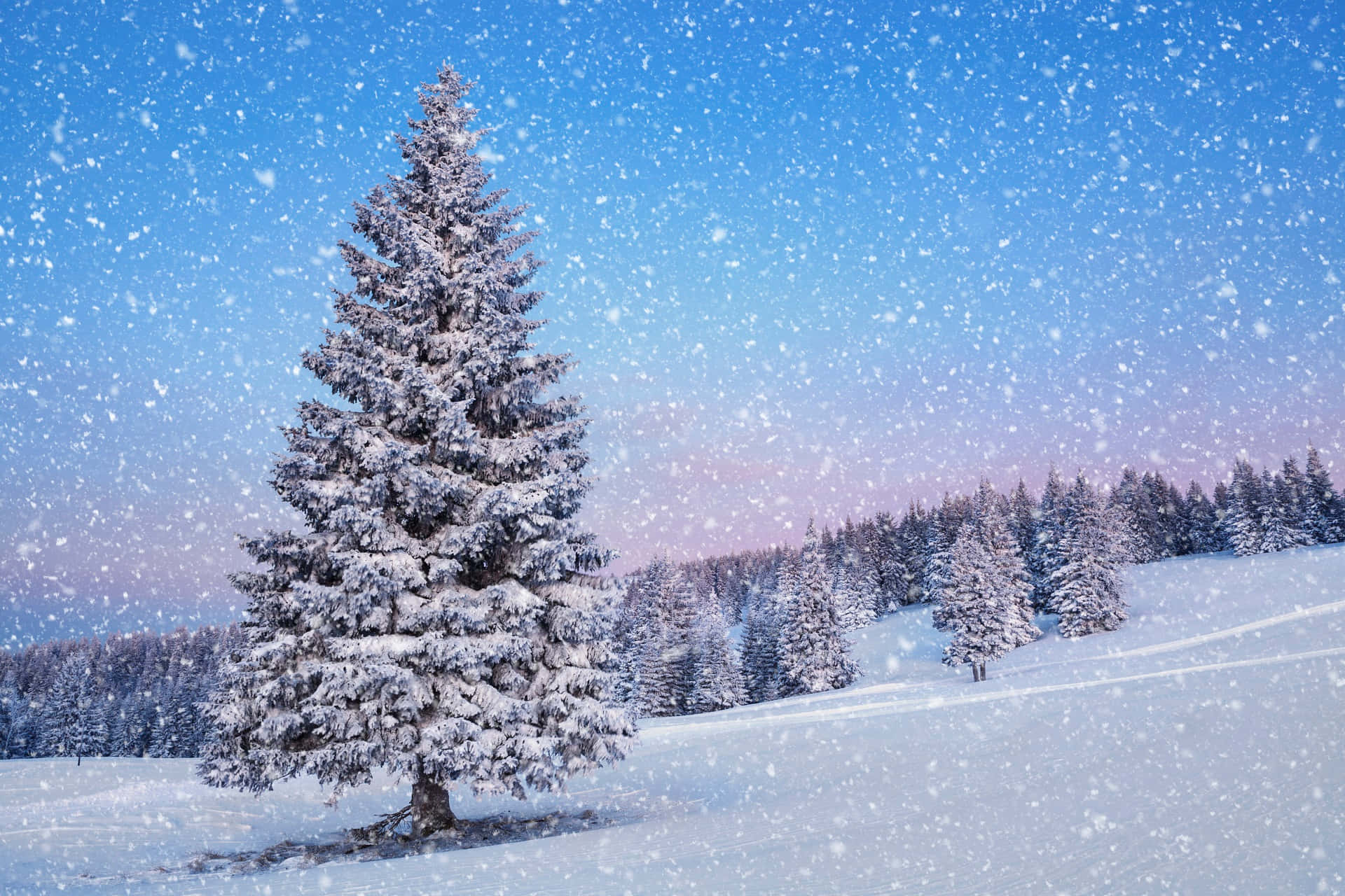 Snowfall Pine Tree Hill Background