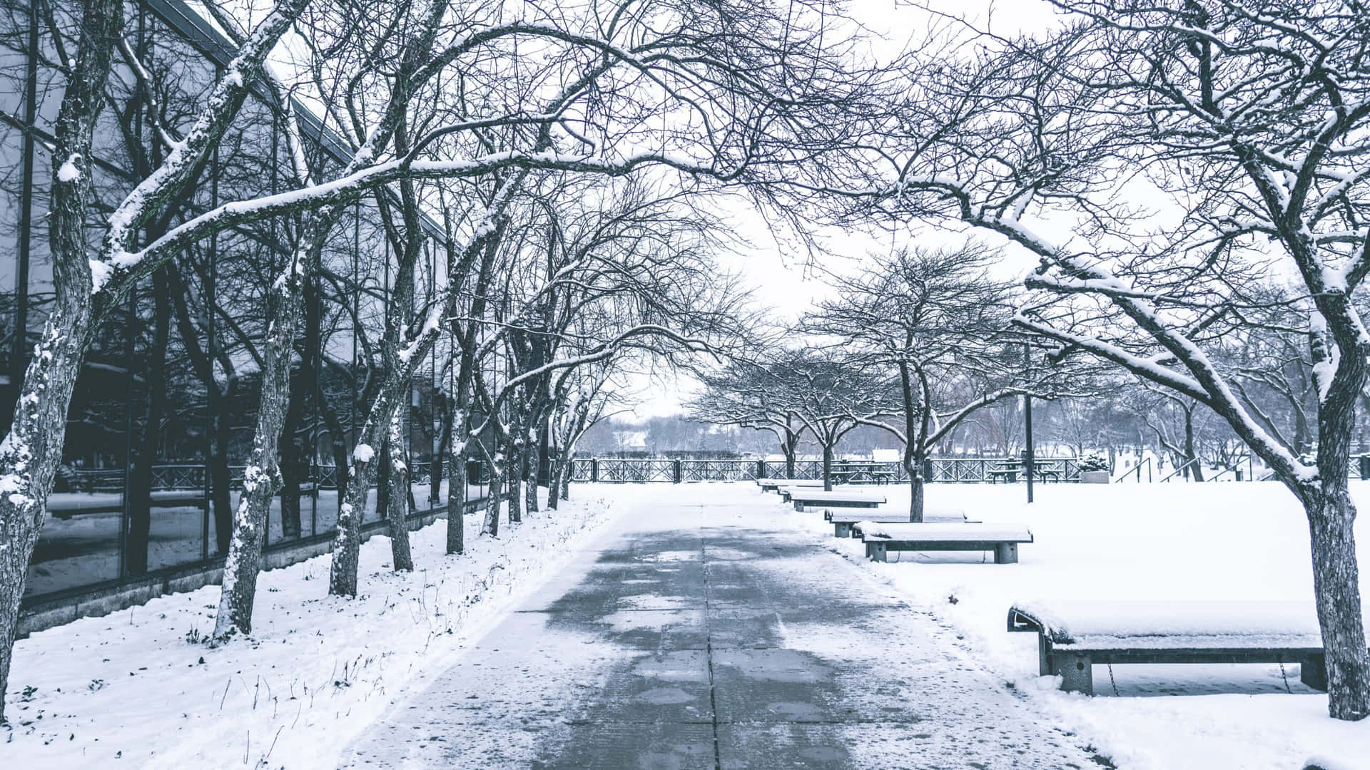 Snowfall Side Walk Trees Background