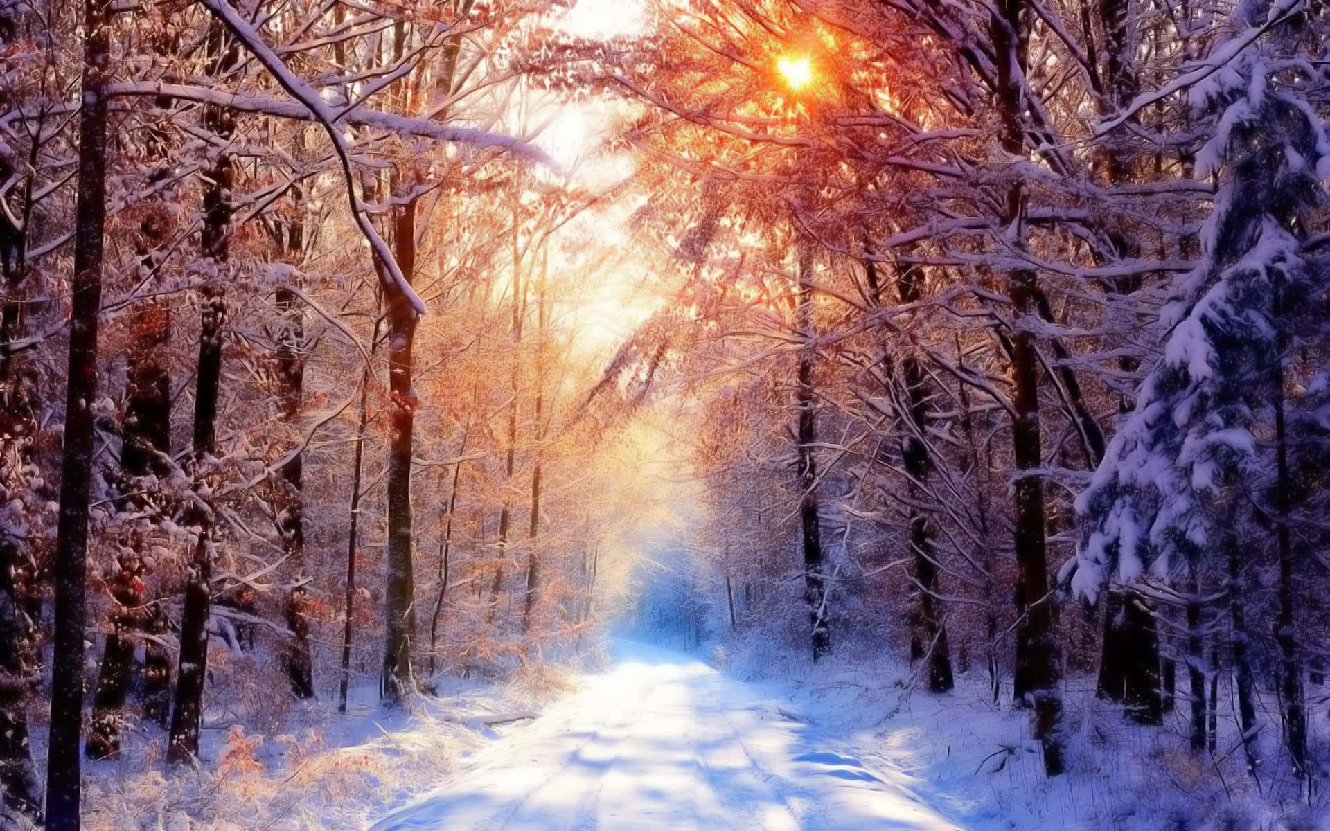 Snowfall Sunrise Morning Background